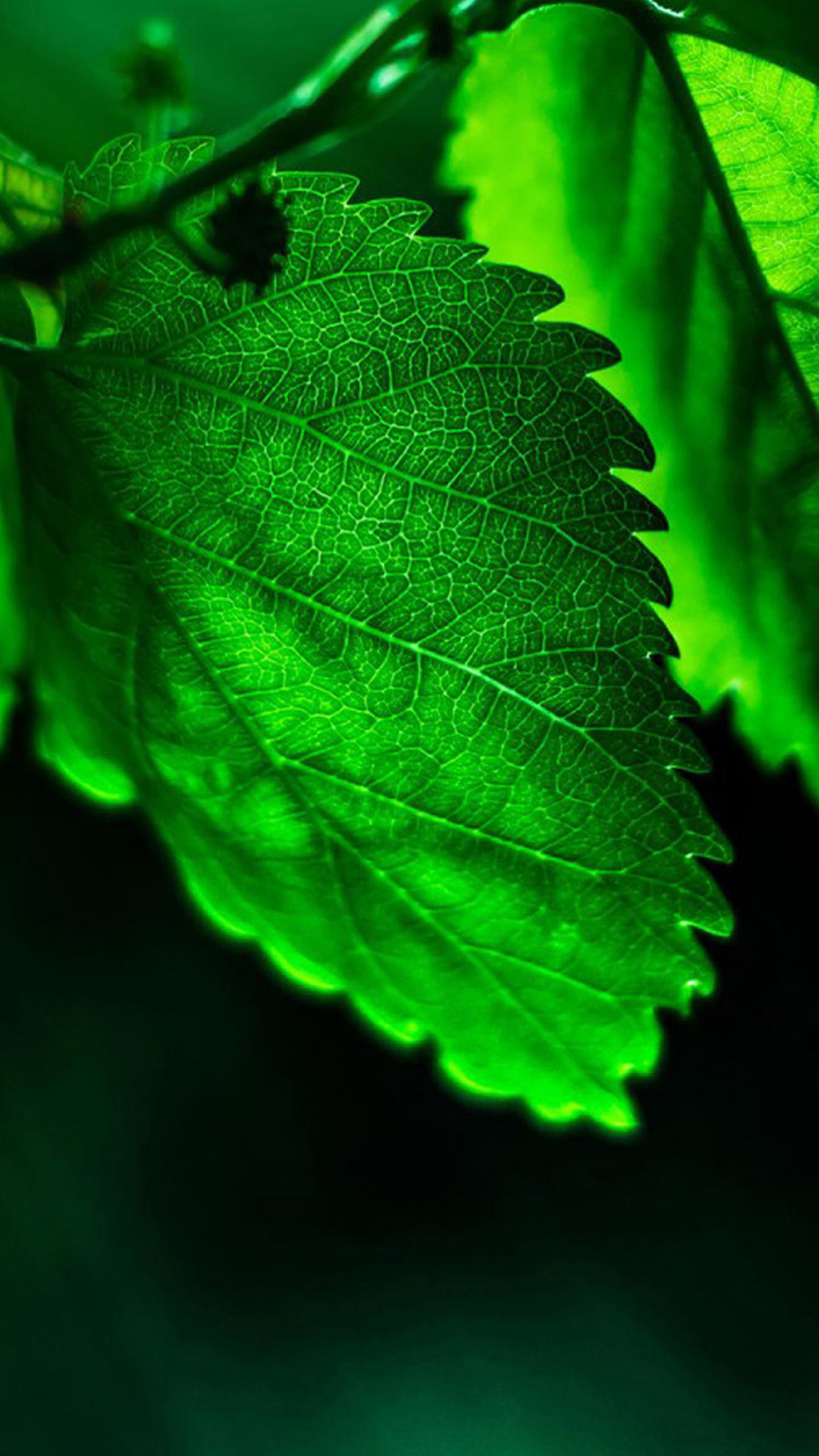 1440x2560 HD green leaves Share Galaxy S8 Wallpapers