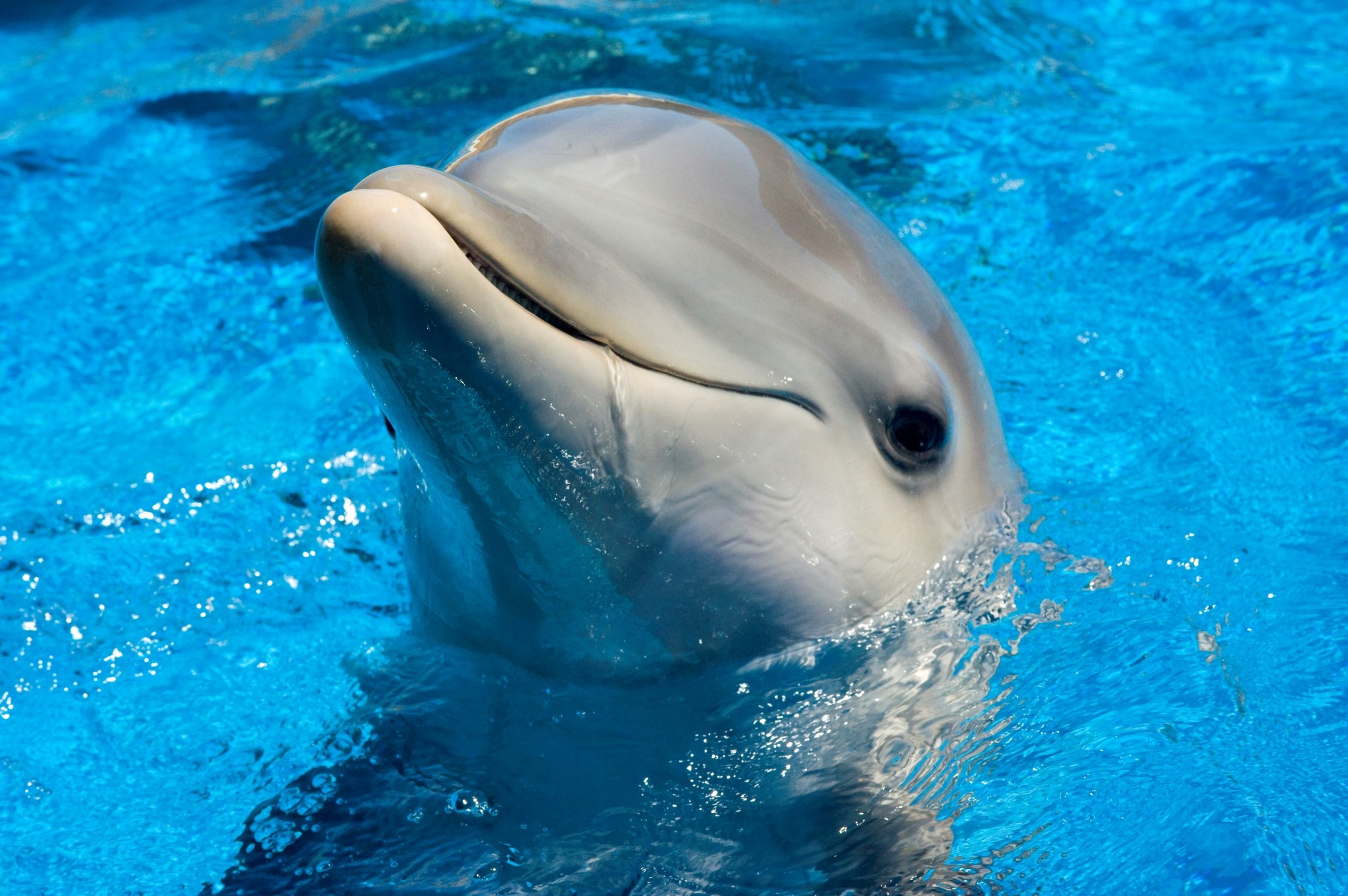 2048x1362 dolphin hd wallpapers 1080p windows
