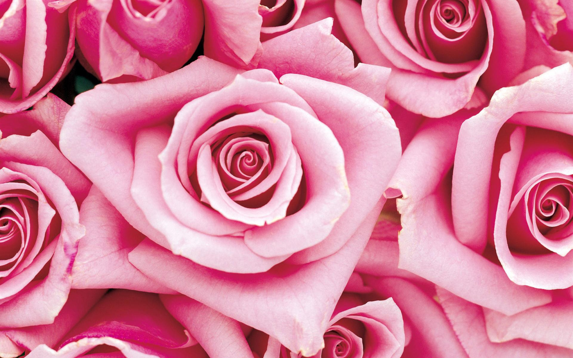 Pink Roses Images Free Download : Rose Flowers Wallpaper Beautiful ...