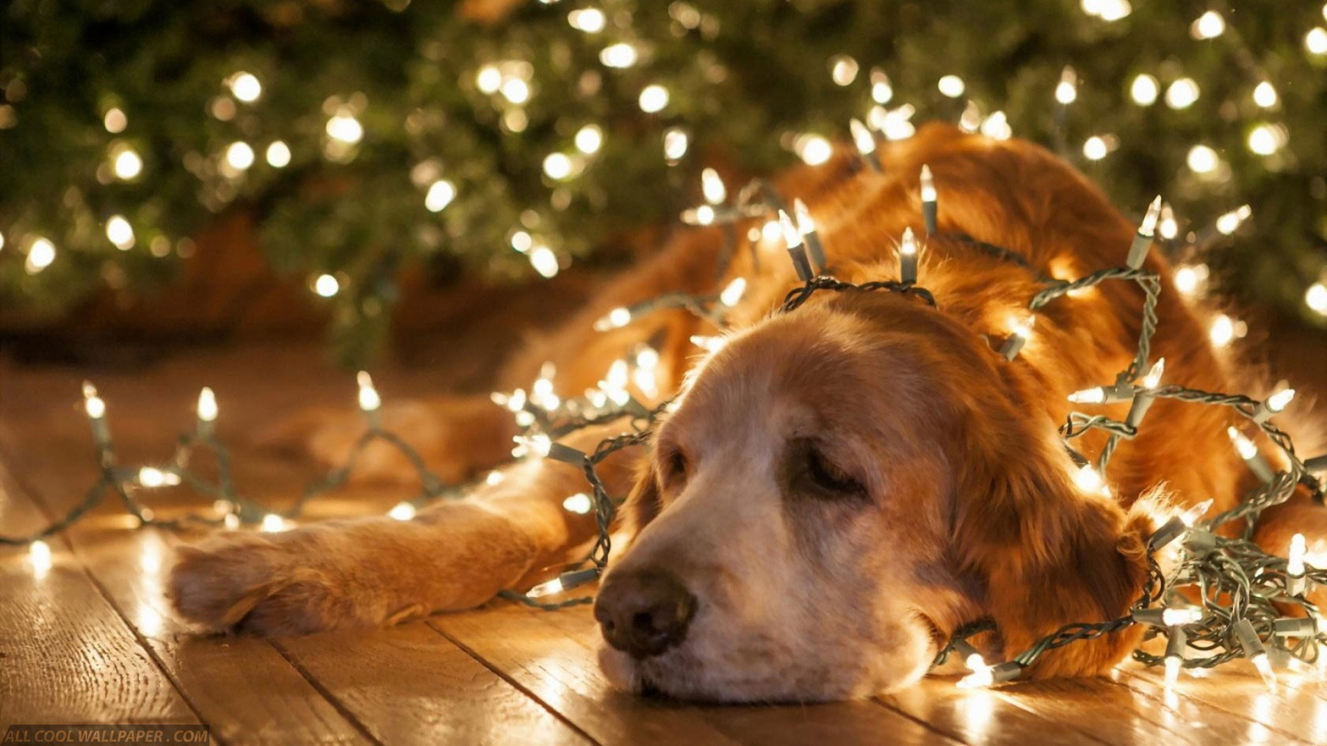 1920x1080 hd pics photos beautiful funny dog christmas decoration lights hd quality  desktop background wallpaper
