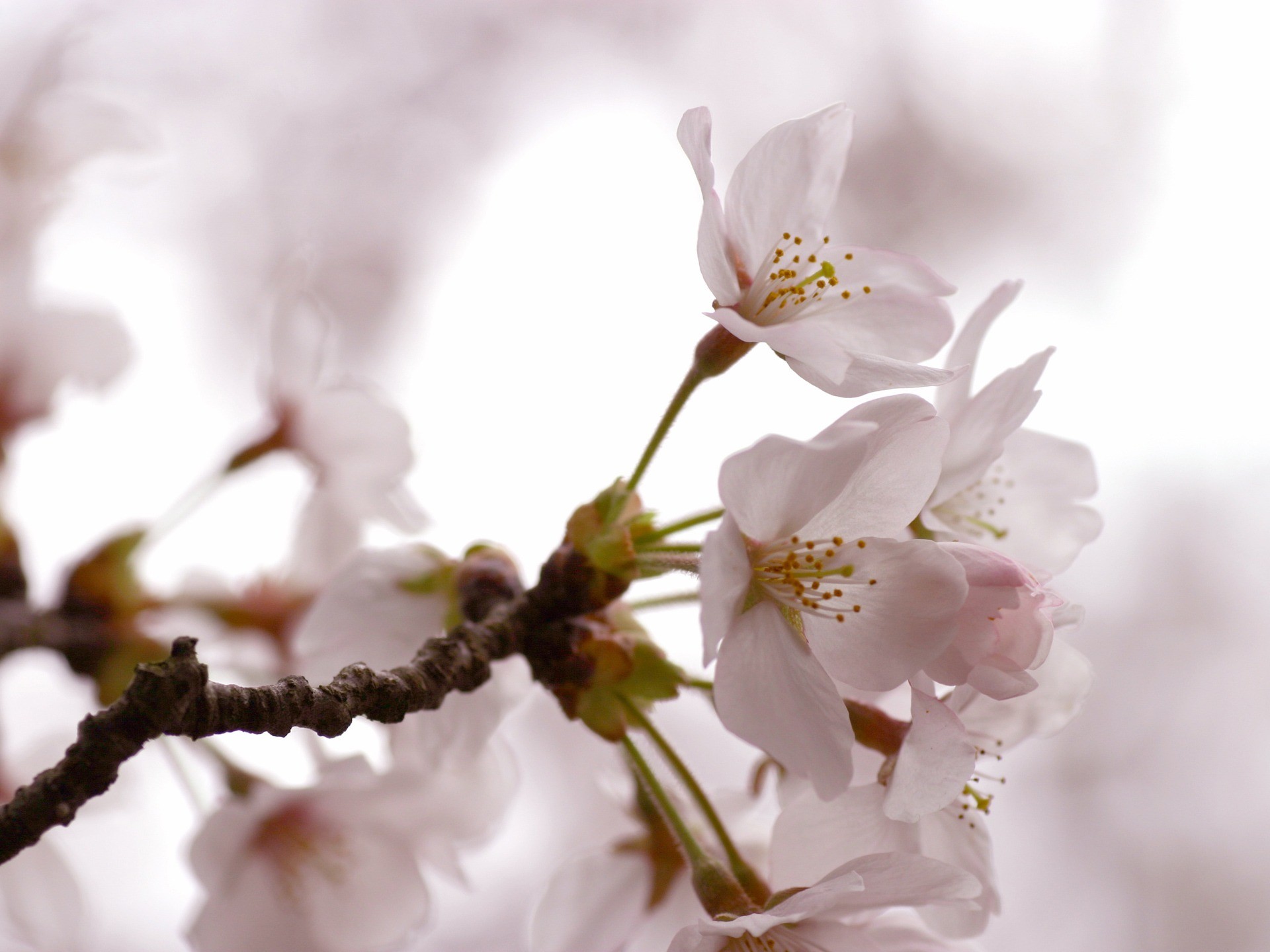 1920x1440 Cherry Flowers Wallpaper Spring Nature Wallpapers