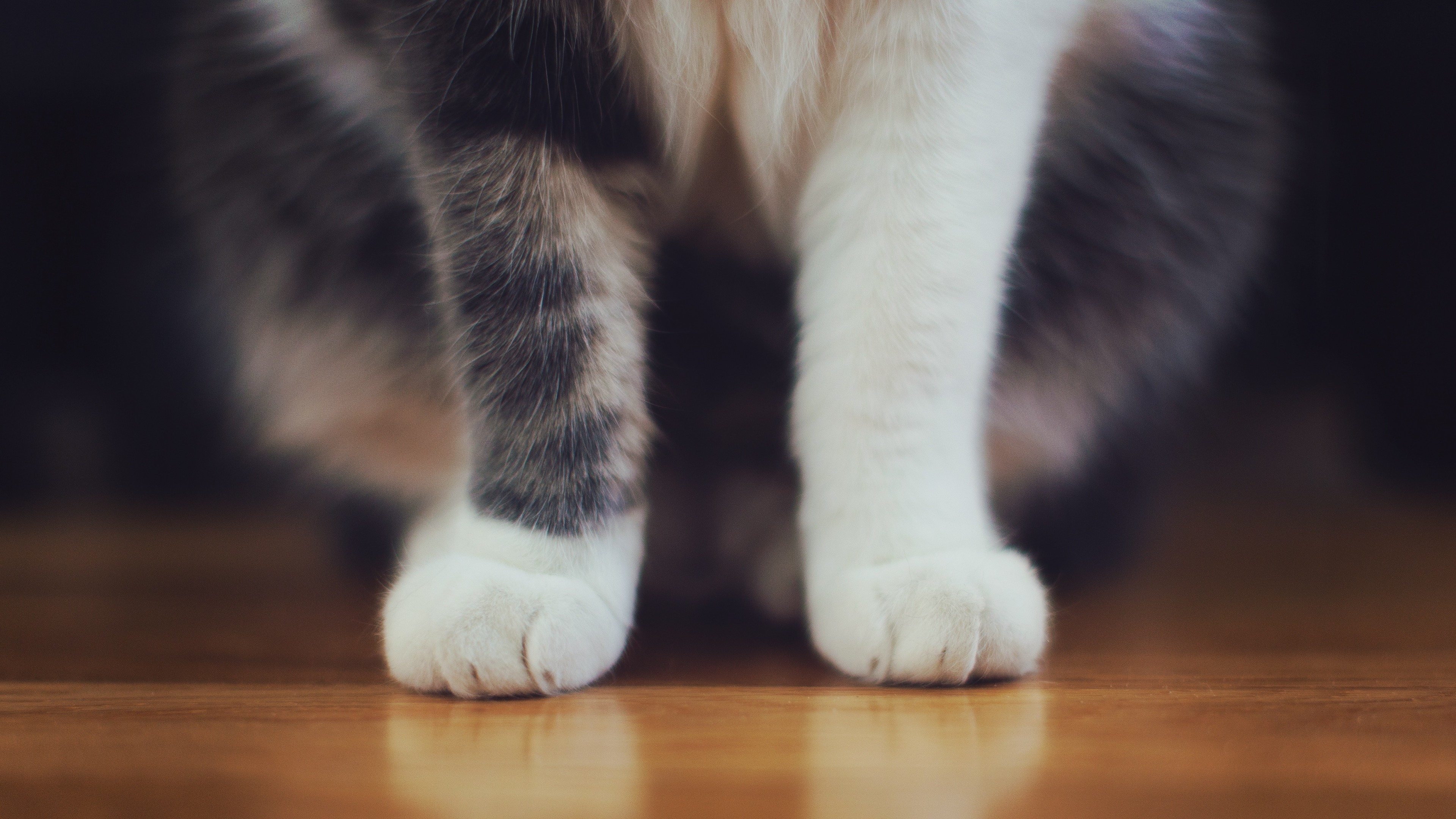 3840x2160  Wallpaper cat, paws, furry