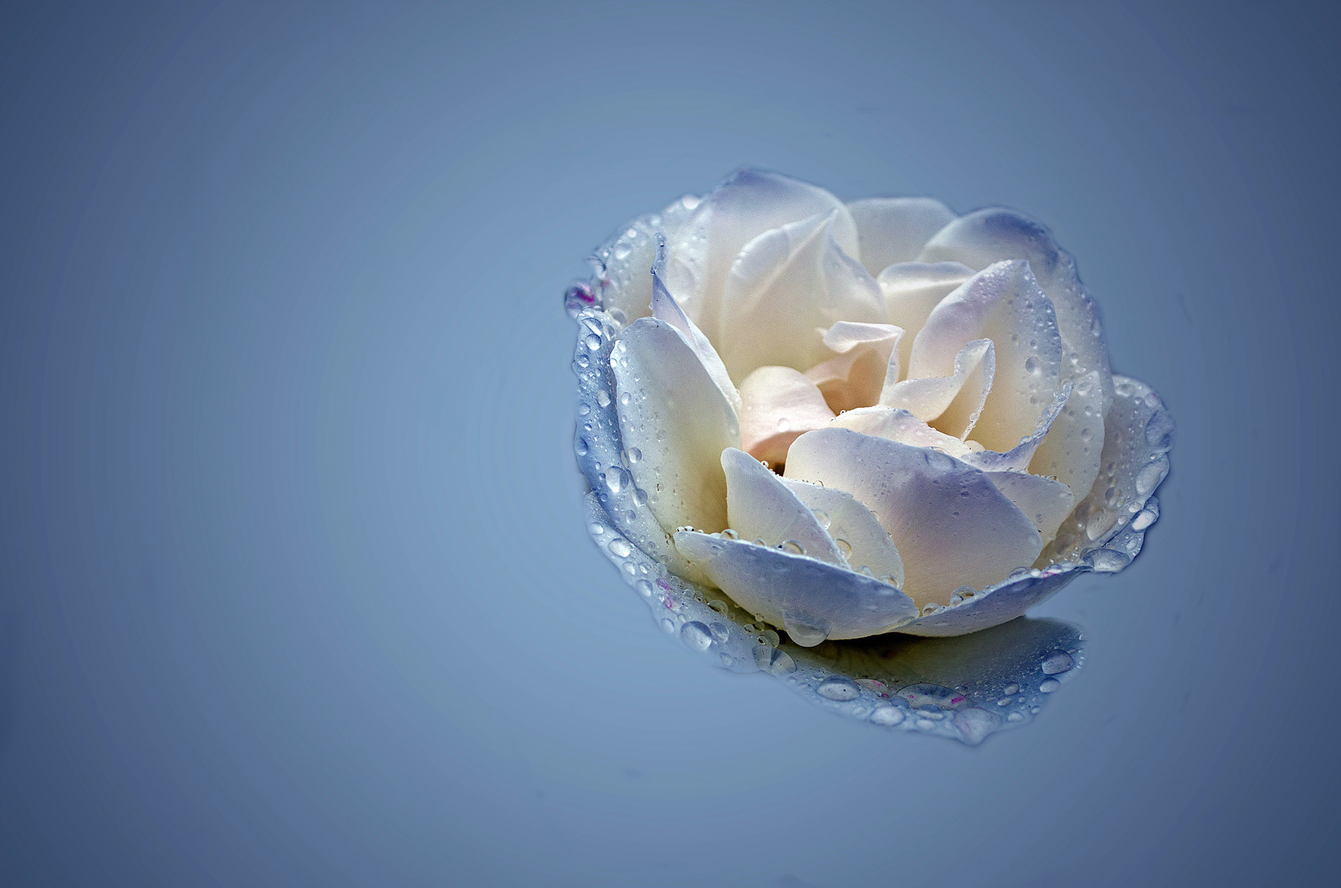 1920x1272 Blue And White Rose