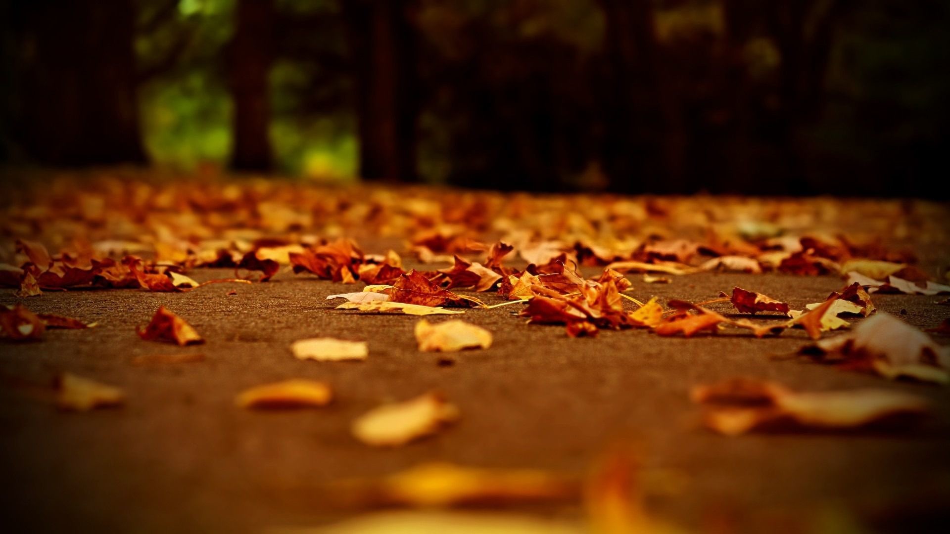 1920x1080 The ground covered with fallen Autumn leaves