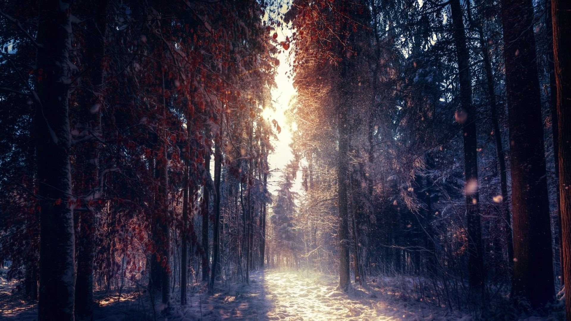 Winter Forest Desktop Wallpaper (26+ images)