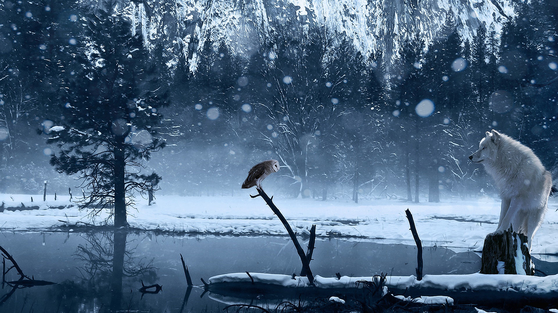 1920x1080 hd pics photos stunning wolf owl snow ice winter night polar animals hd  quality desktop background