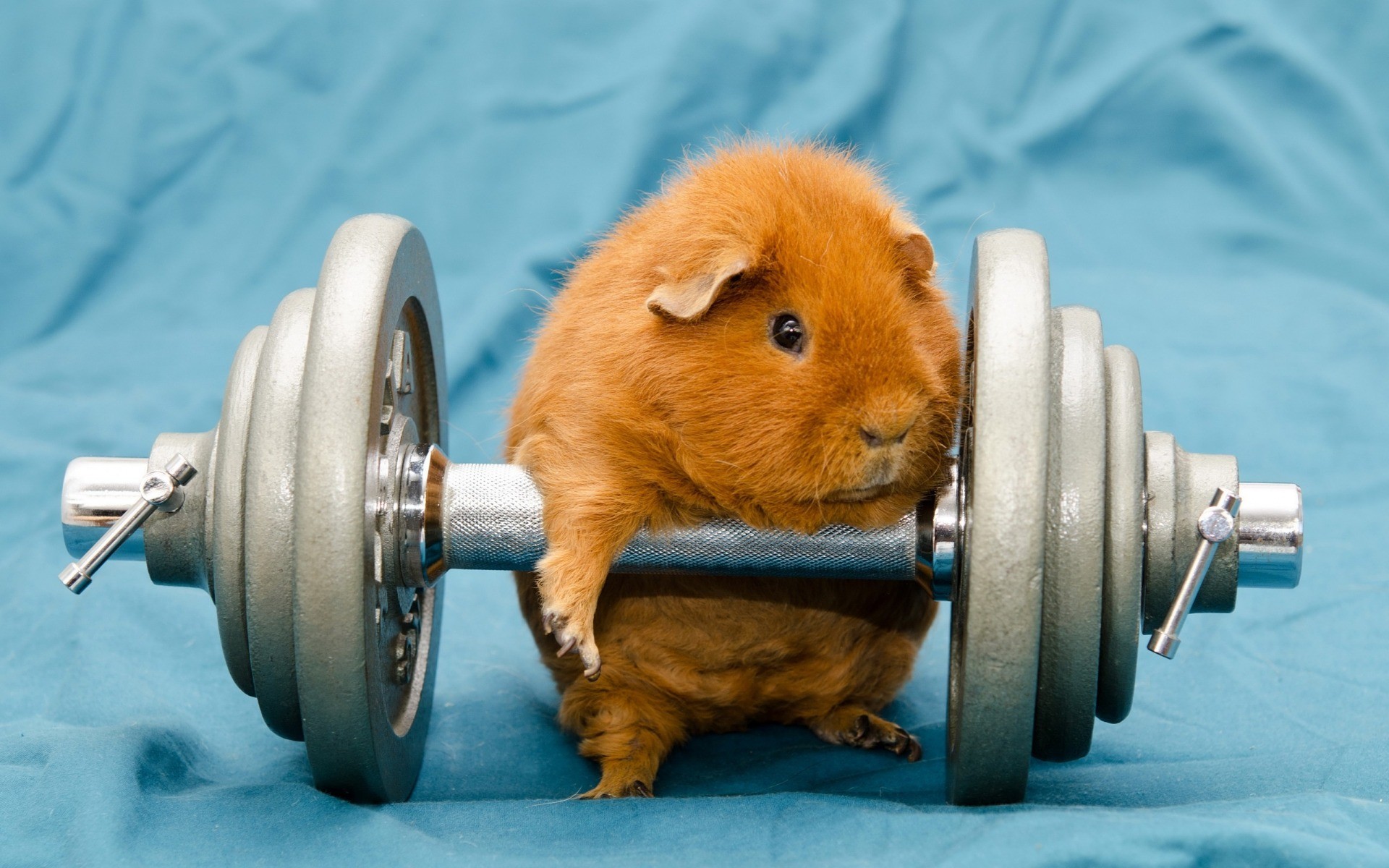 1920x1200 Guinea Pig Dumb Bell wallpapers and stock photos