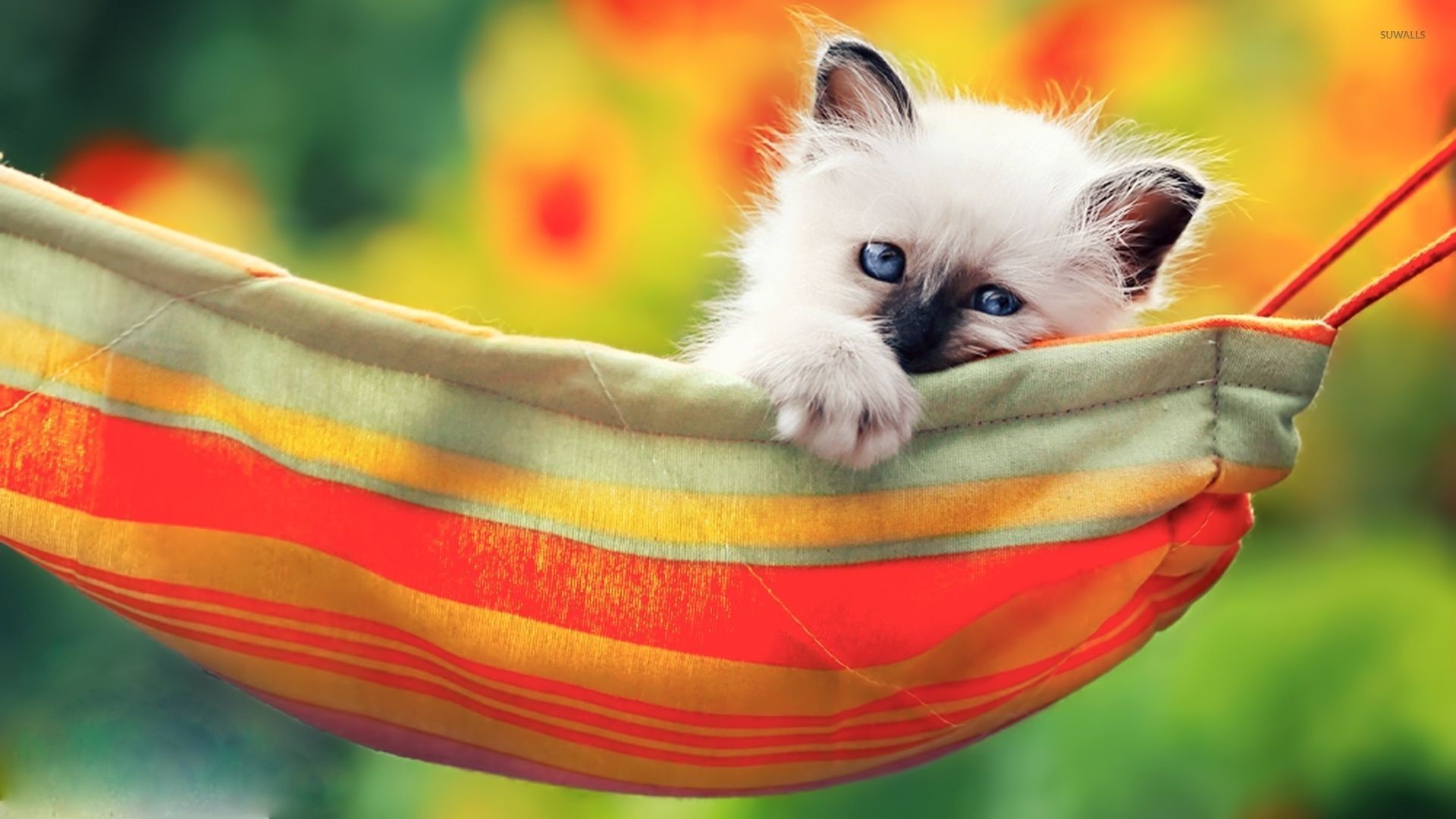 1920x1080 Kitten in the hammock wallpaper