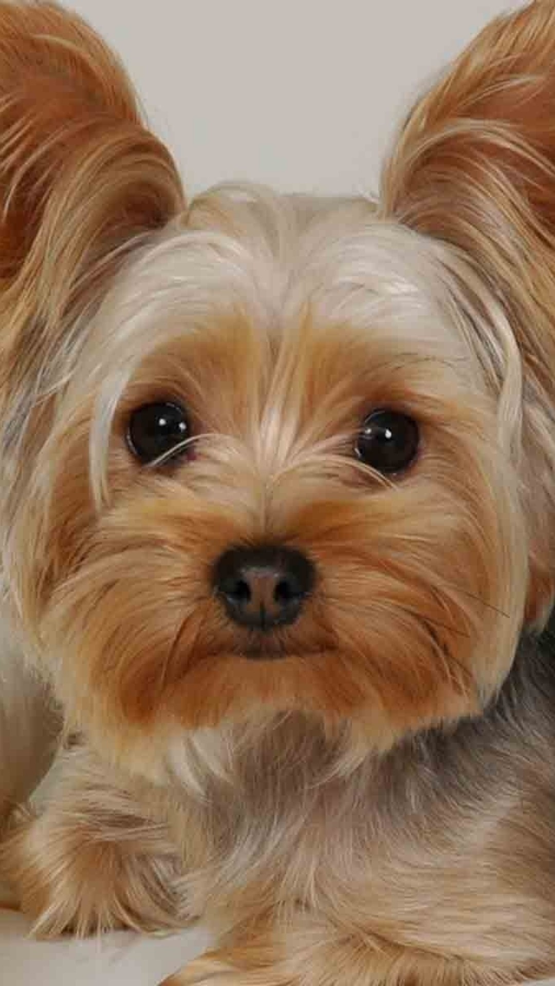 1080x1920  Wallpaper yorkshire terrier, lying, fabric, face, beautiful, dog