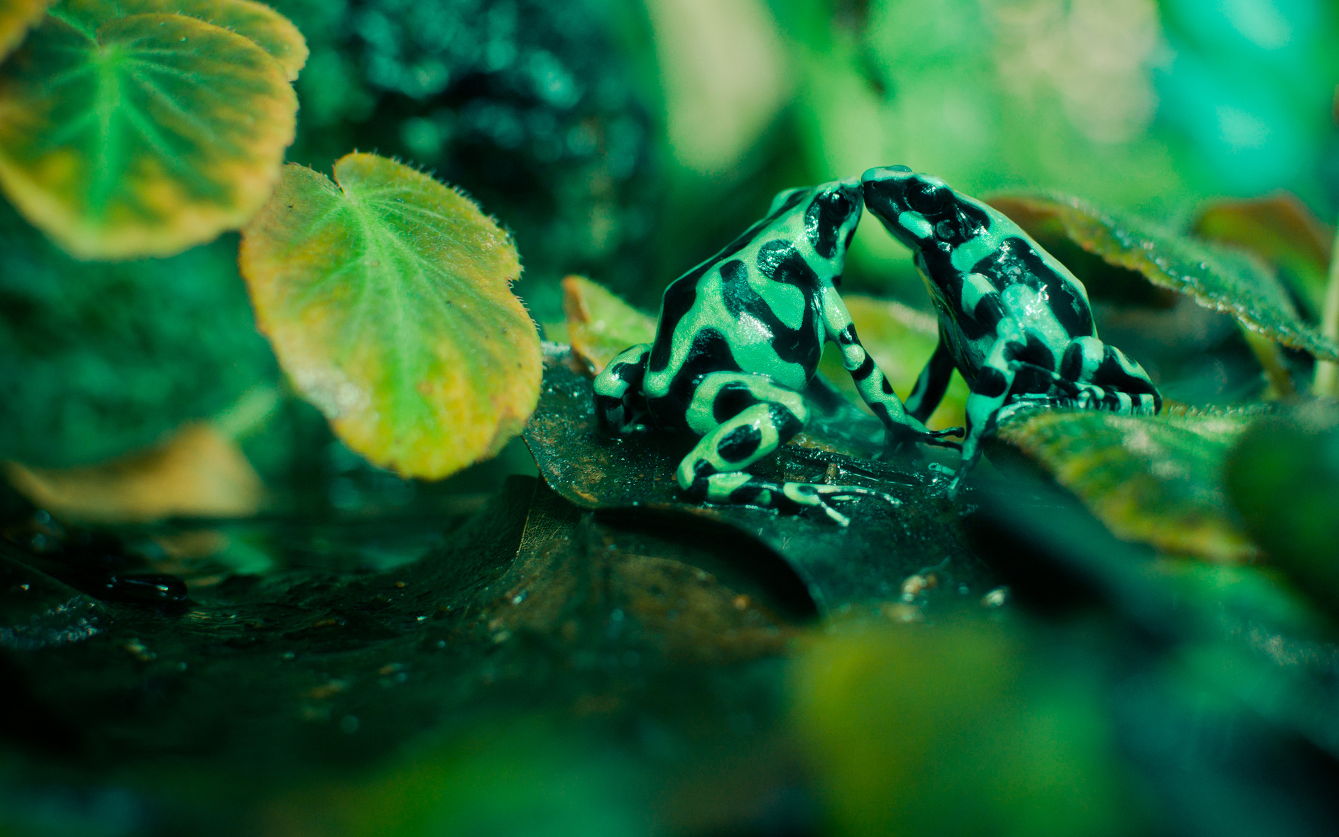 1920x1200 Green nature love amphibians poison dart frogs toads Wallpaper free desktop  backgrounds and wallpapers