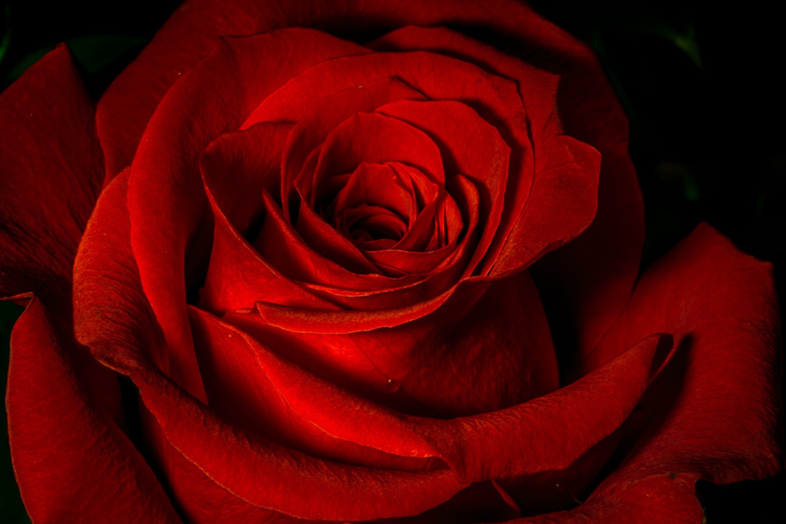 2560x1707 Red Rose, HD. Original Resolution ()Popular ...