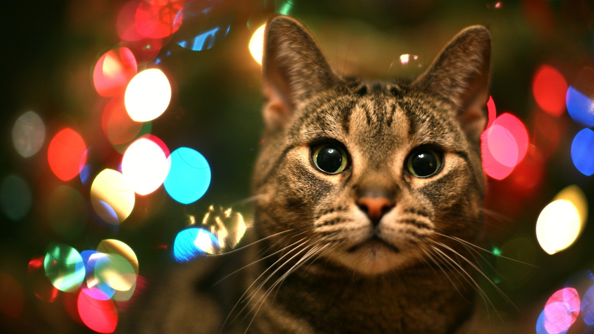 1920x1080 Tabby Cat In Christmas Lights Desktop Wallpaper | WallpaperCow.com