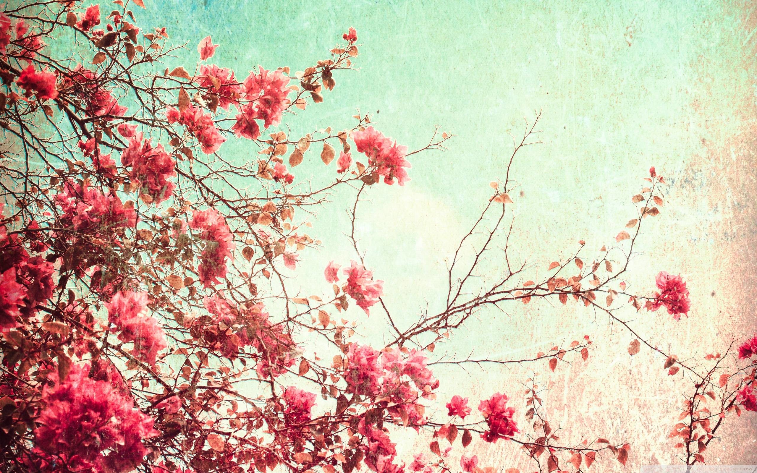 2560x1600 Vintage Flower Wallpapers High Resolution
