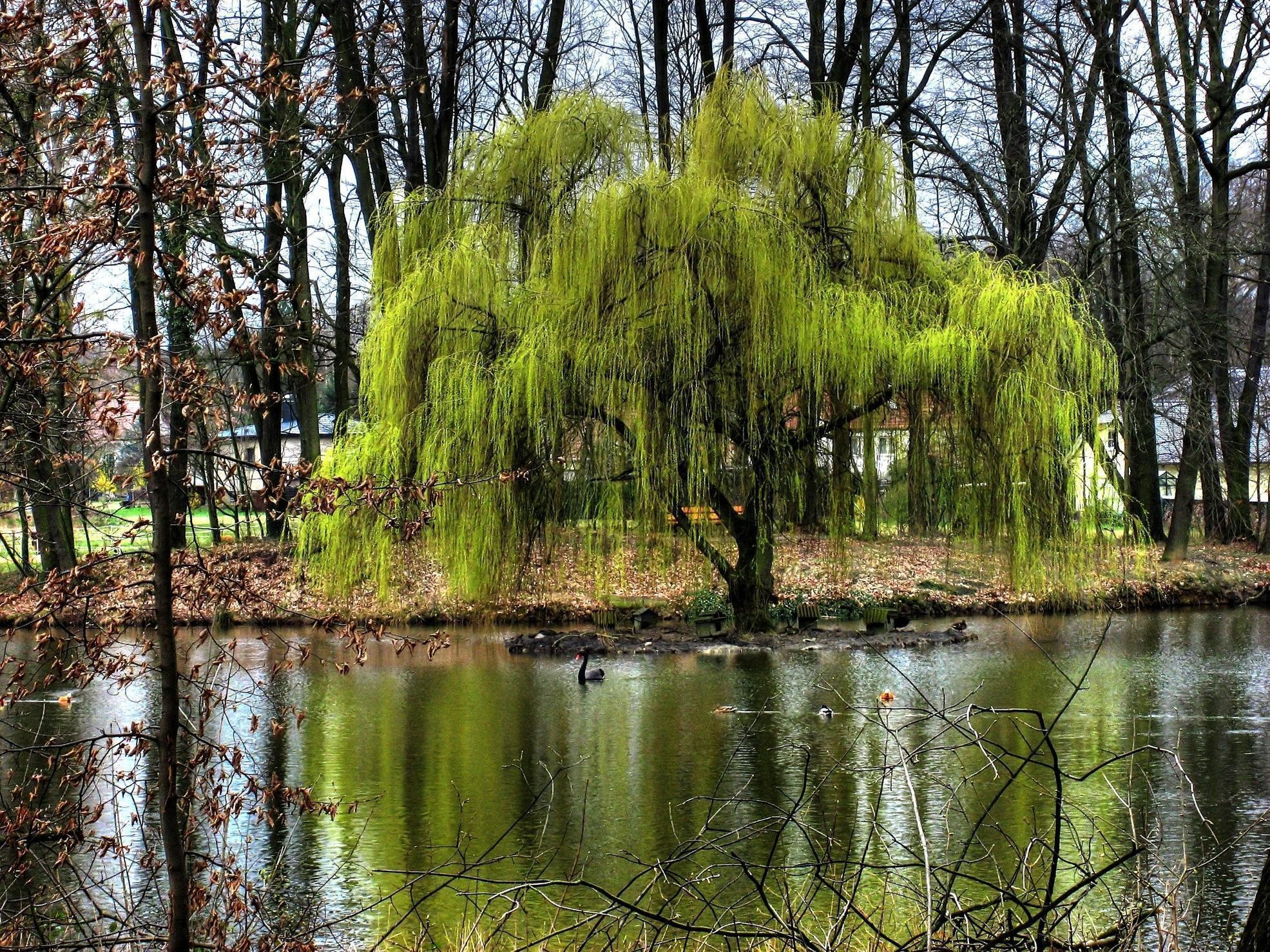 1971x1478 Weeping Willow Wallpapers 