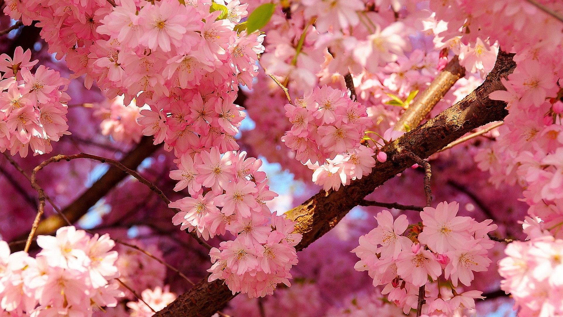 1920x1080 Cherry Blossoms Spring Background