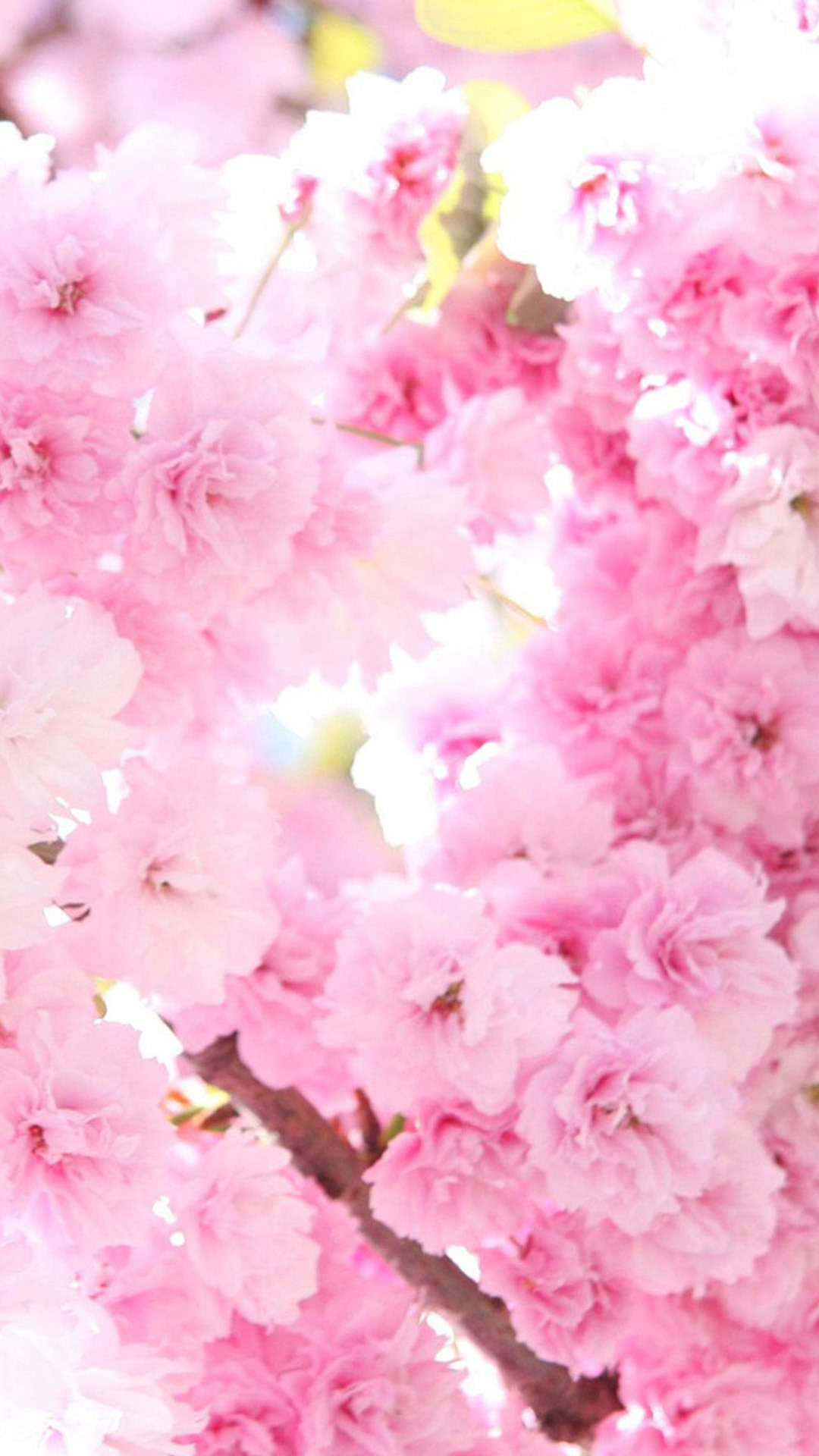 1080x1920 Pink cherry blossoms Flower Sony Xperia Z2 Wallpapers
