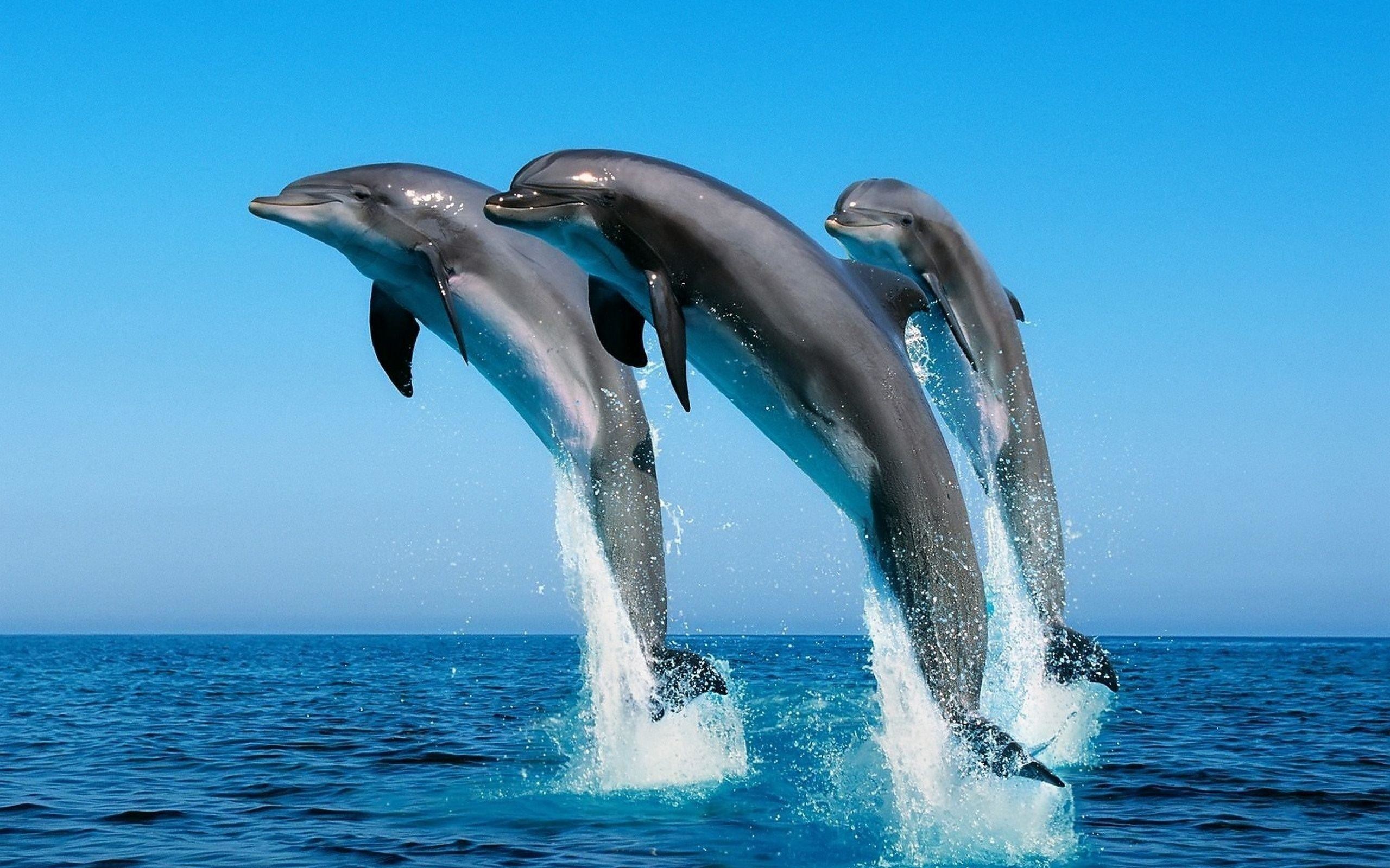 2560x1600 171 Dolphin Wallpapers | Dolphin Backgrounds