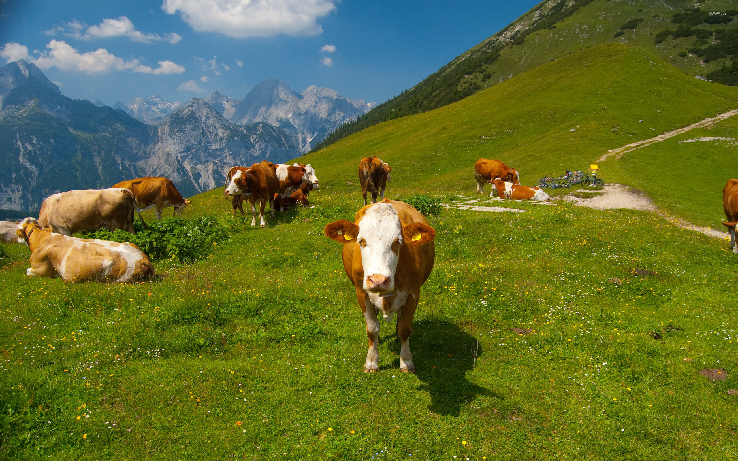 2560x1600 Cows in the Alps [4] wallpaper