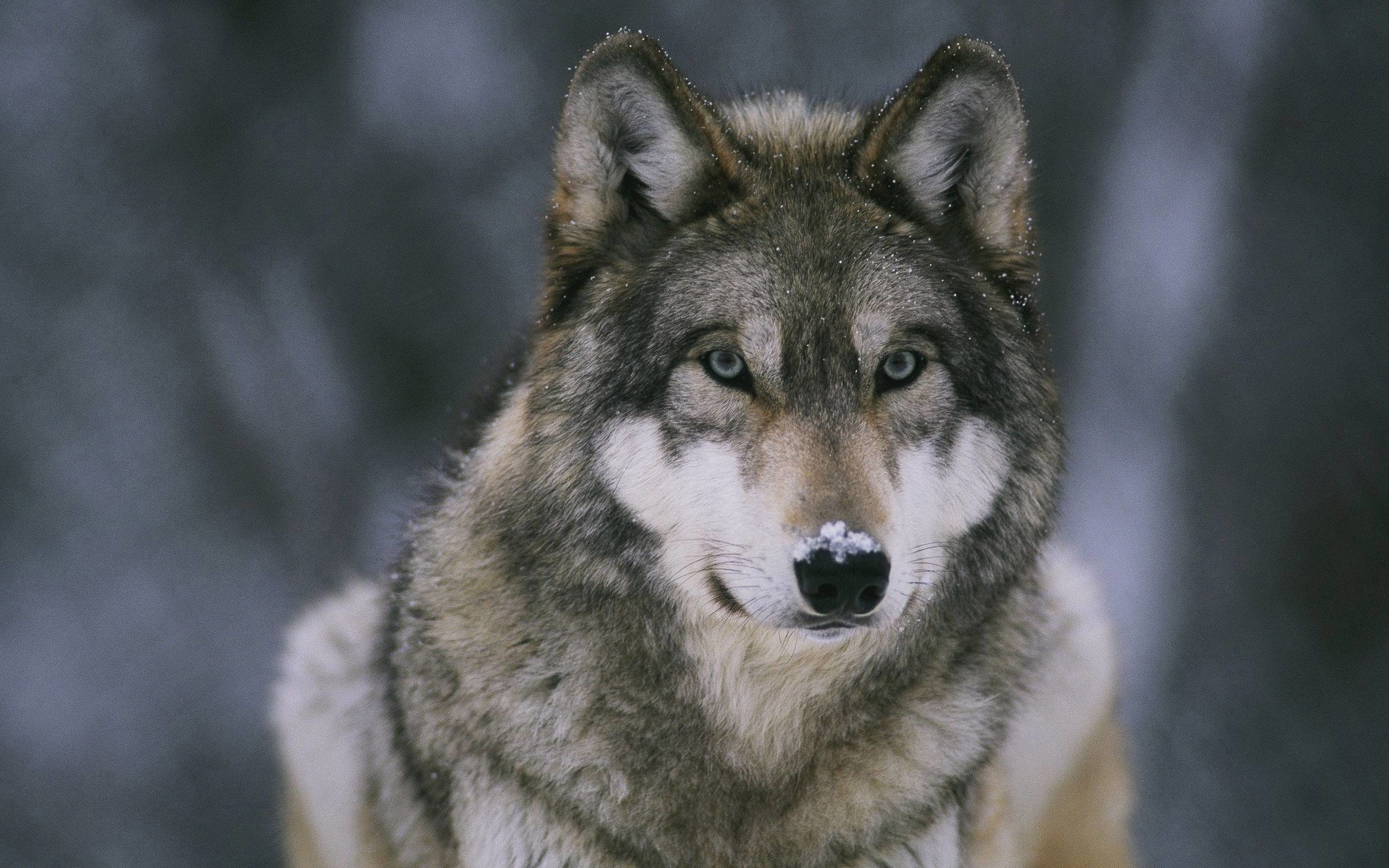 2880x1800 Wolf Wallpapers - Full HD wallpaper search