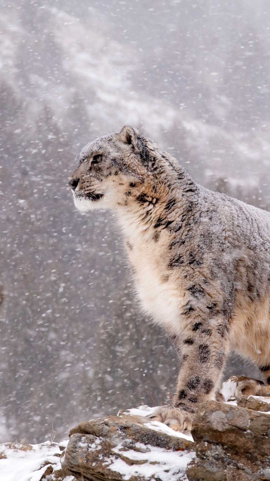 1080x1920 Animal Snow Leopard Cats. Wallpaper 600076