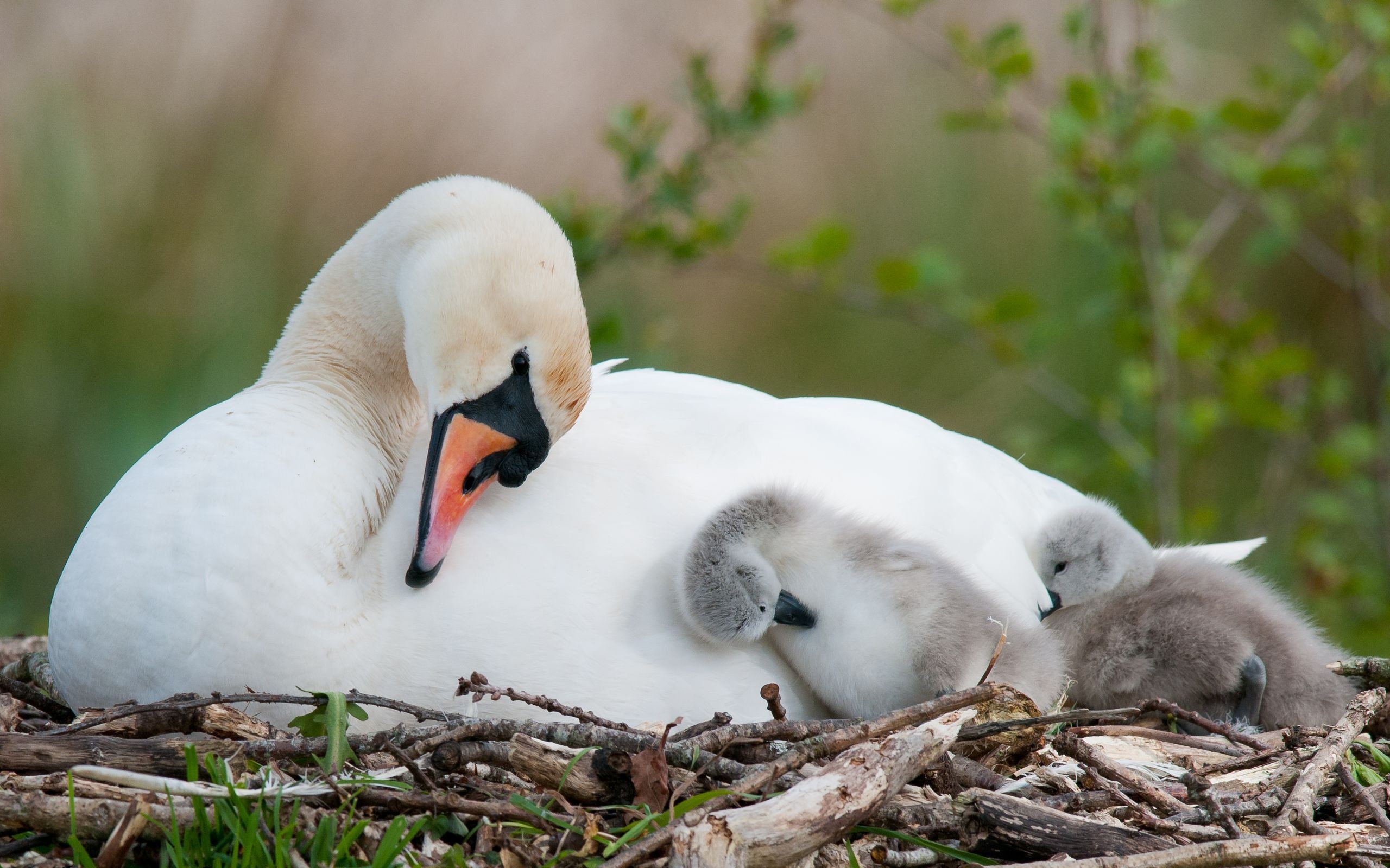 2560x1600 Baby Swan And Mother