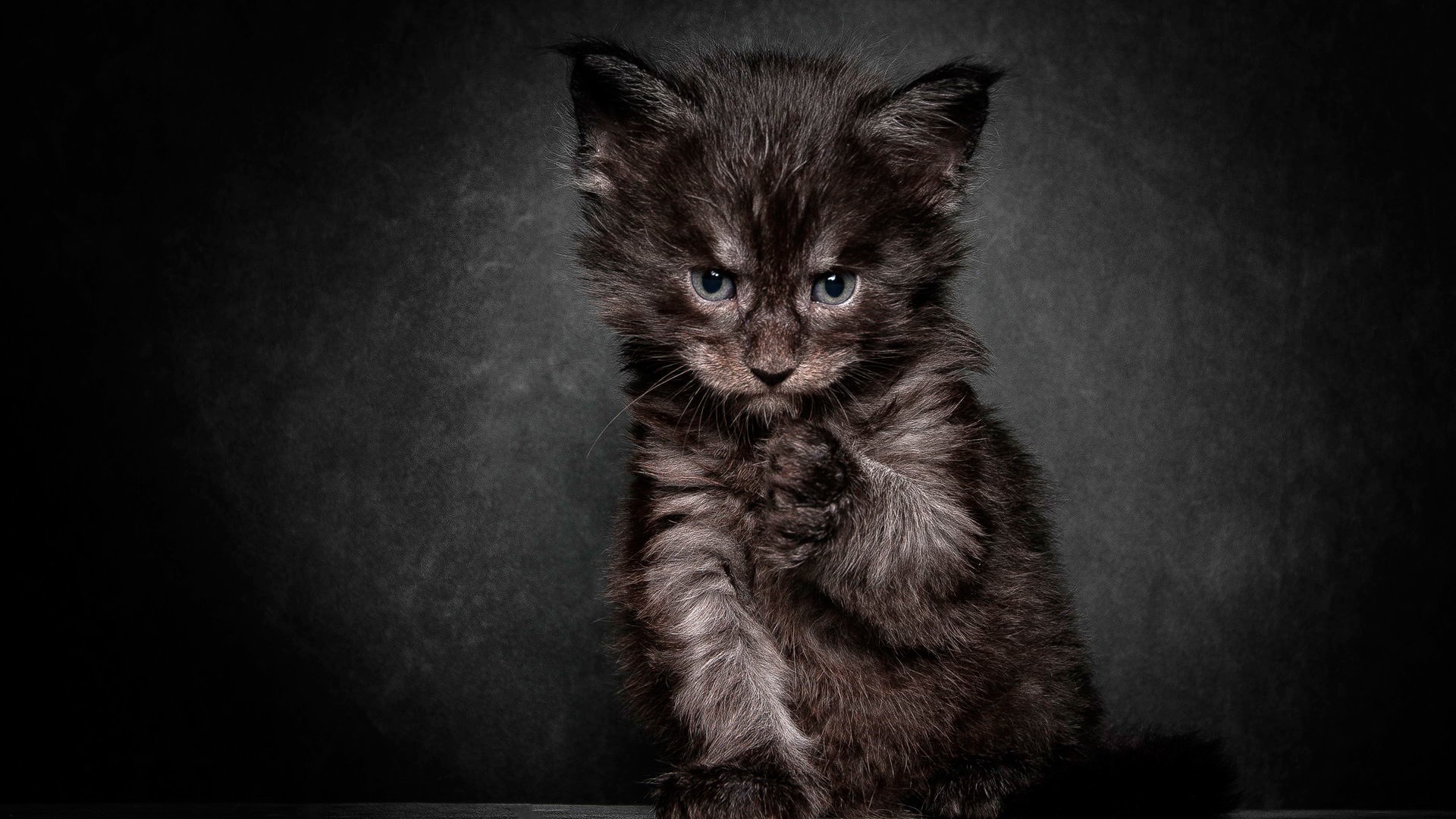 1920x1080 Angry black cat
