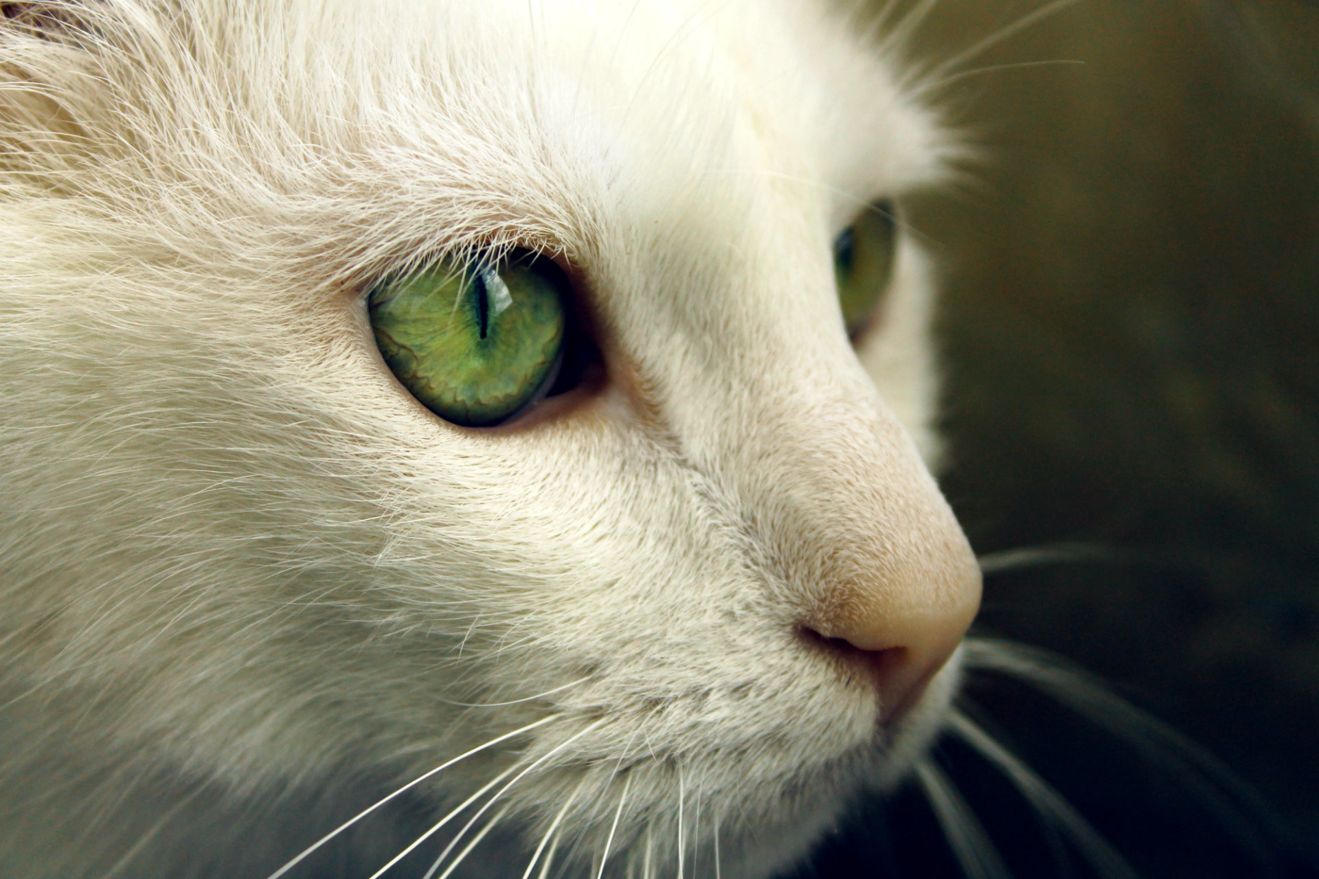1920x1280 Cat With Green Eyes HD Wallpaper