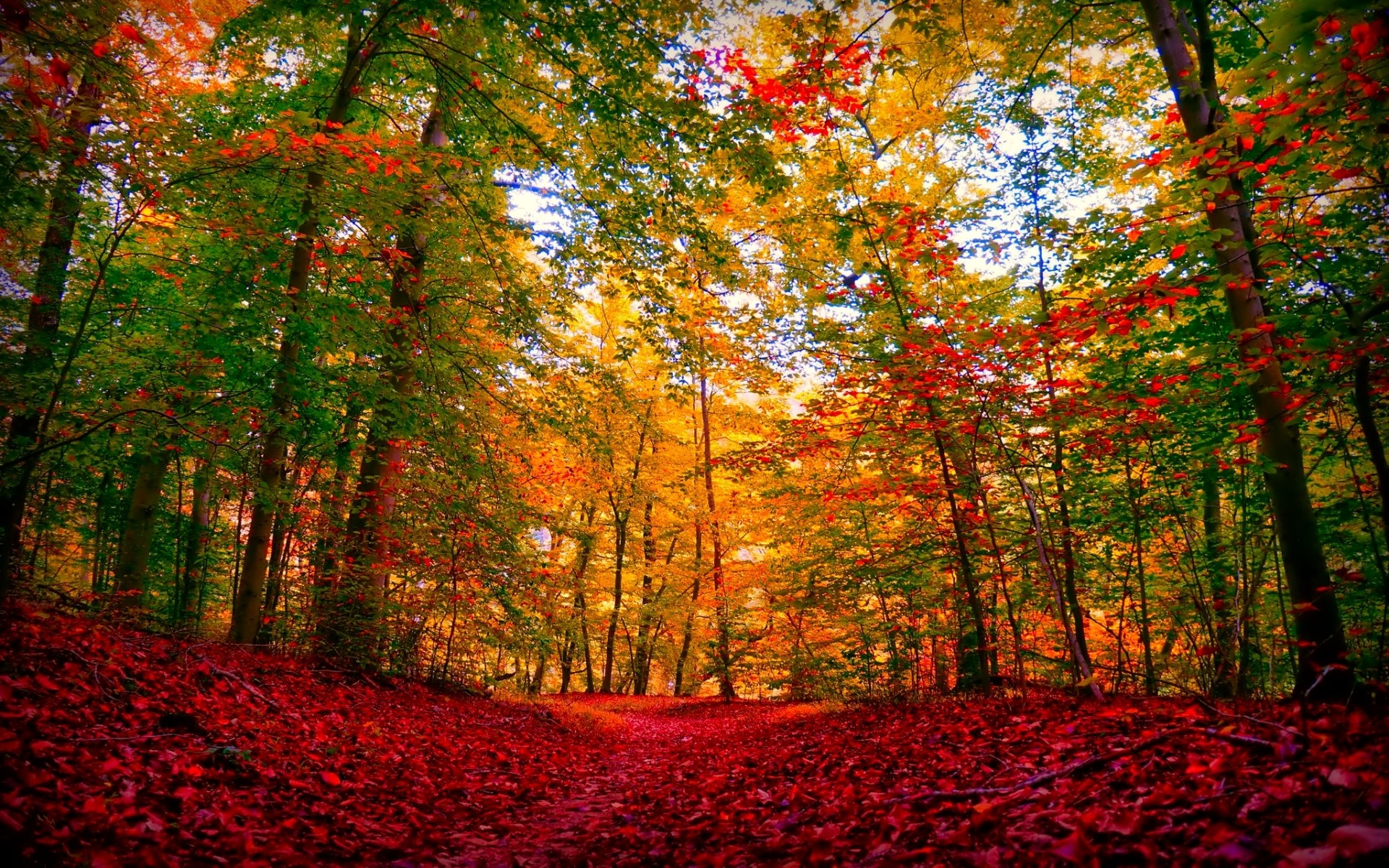 1920x1200 Bild: Herbst-Wald & Red Carpet wallpapers and stock photos. Â«