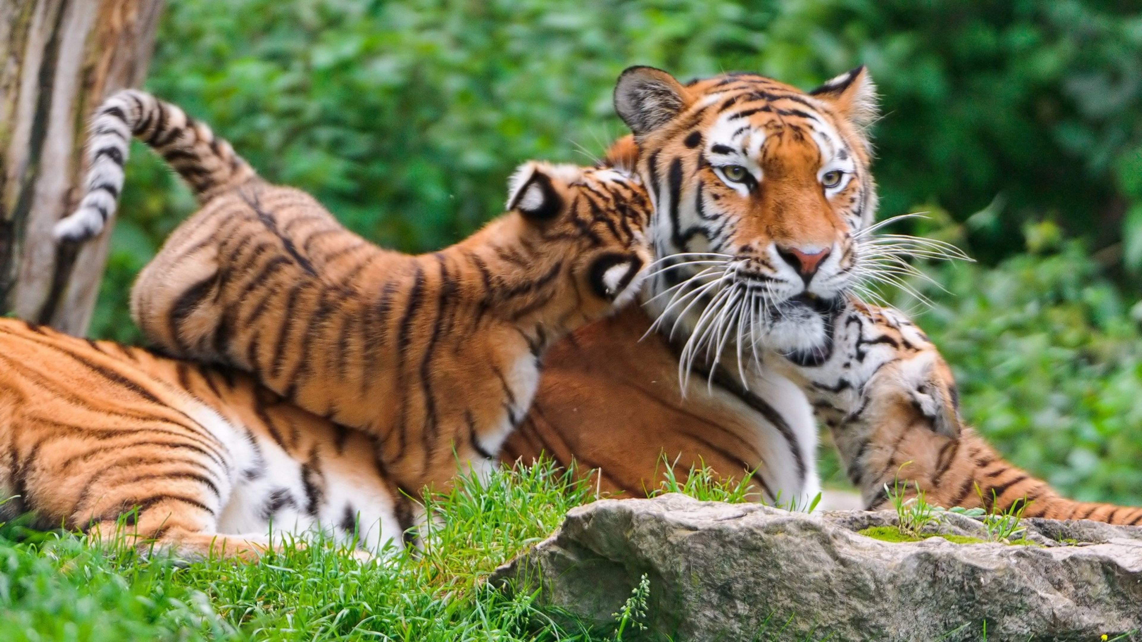 3840x2160 tiger cubby Cats Animals Background Wallpapers on Desktop