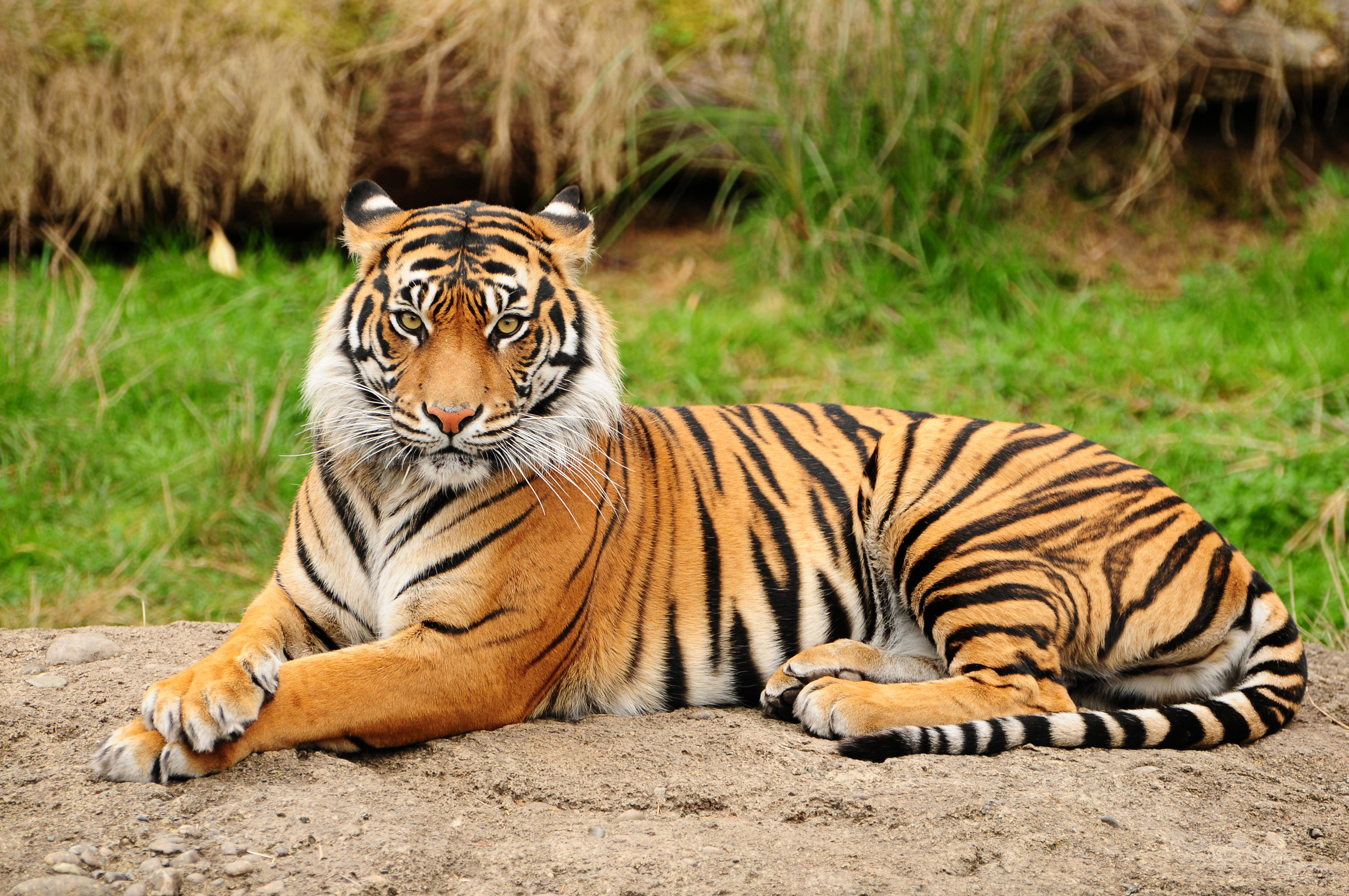 3011x2000 1239 Tiger HD Wallpapers | Backgrounds - Wallpaper Abyss ...