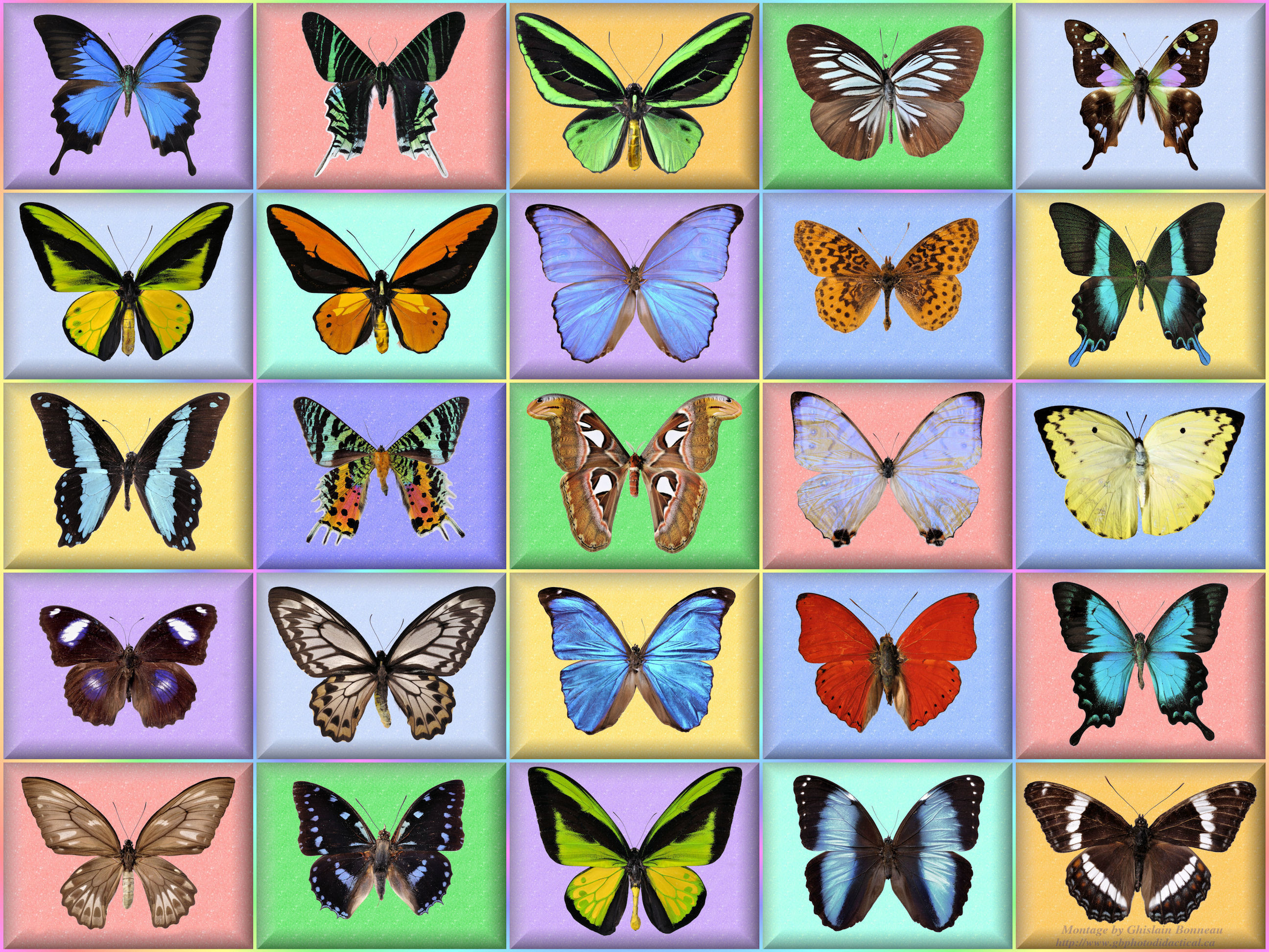 2592x1944 free wallpaper-35-butterfly-Full Screen