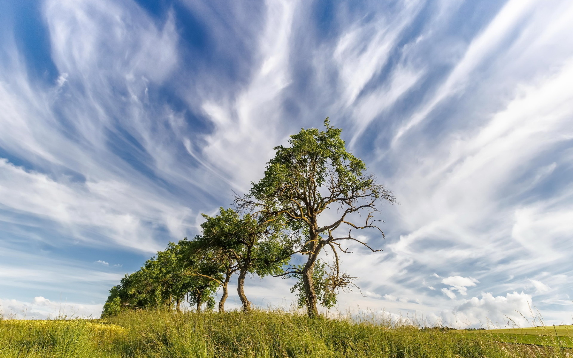 1920x1200 Trees Row Field Cloudy Sky wallpapers and stock photos