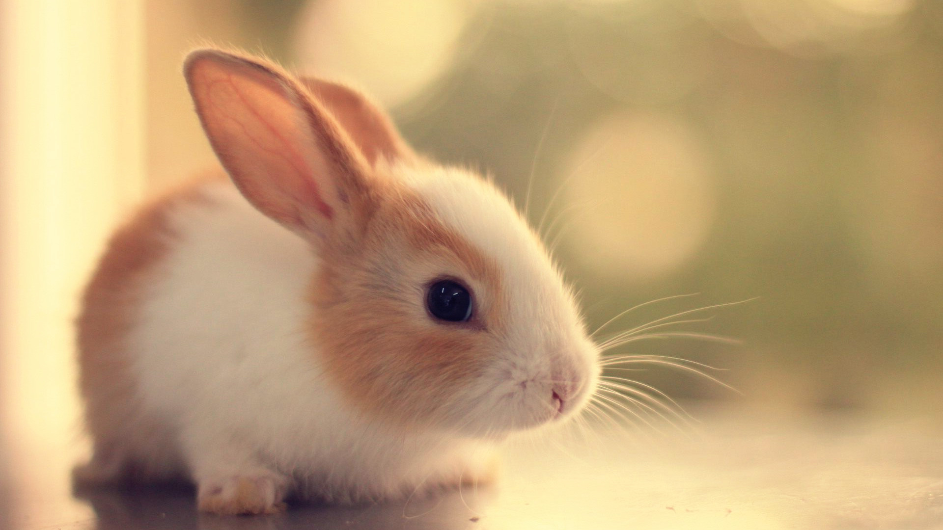 1920x1080 Cute Rabbit HD Wallpapers For Computers