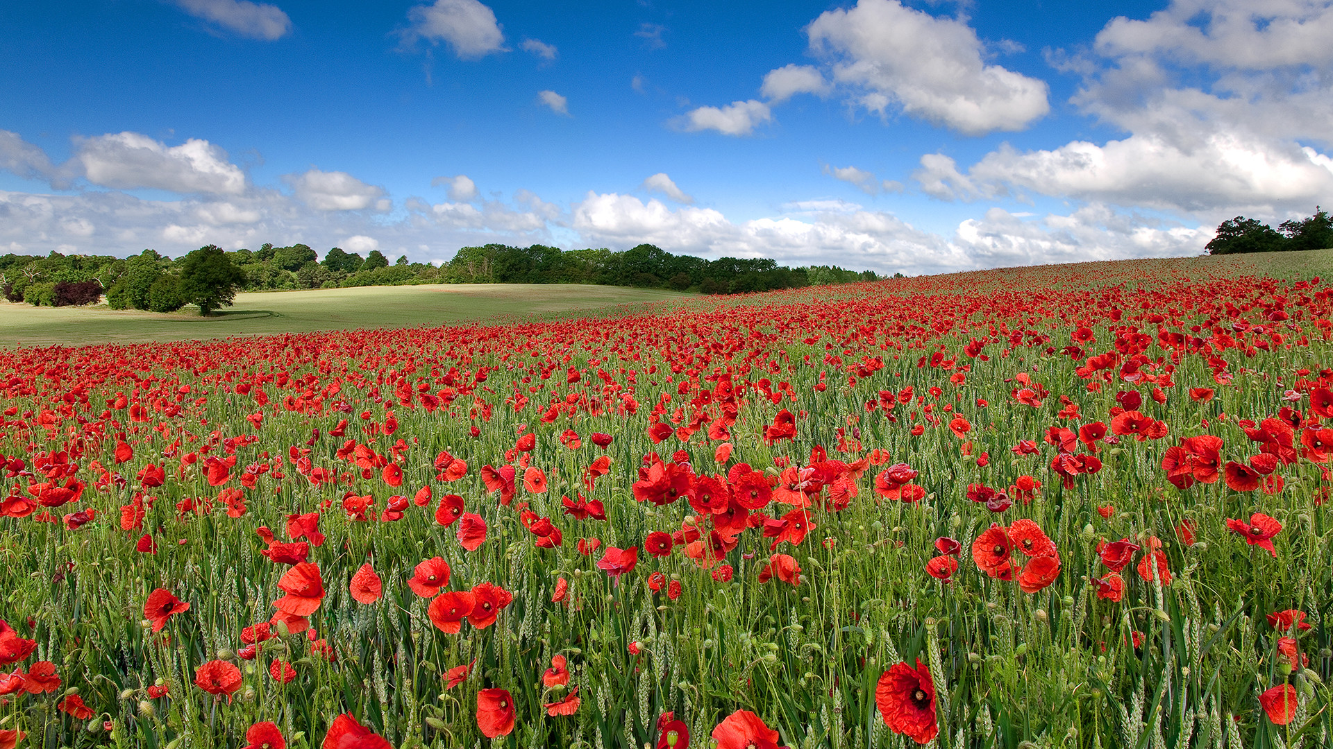 1920x1080 Images For > Poppies Painting Wallpaper
