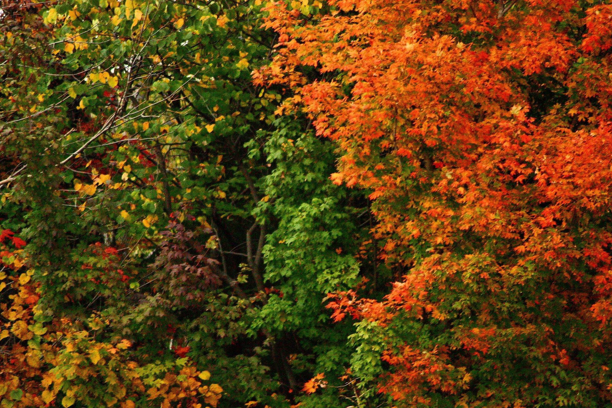 1968x1312 Free-Photos.co | Backgrounds/Digital Backdrops | fall-