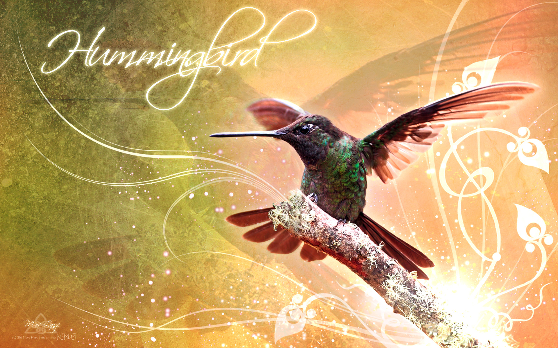 1920x1200 Animal - Hummingbird Bird Wallpaper