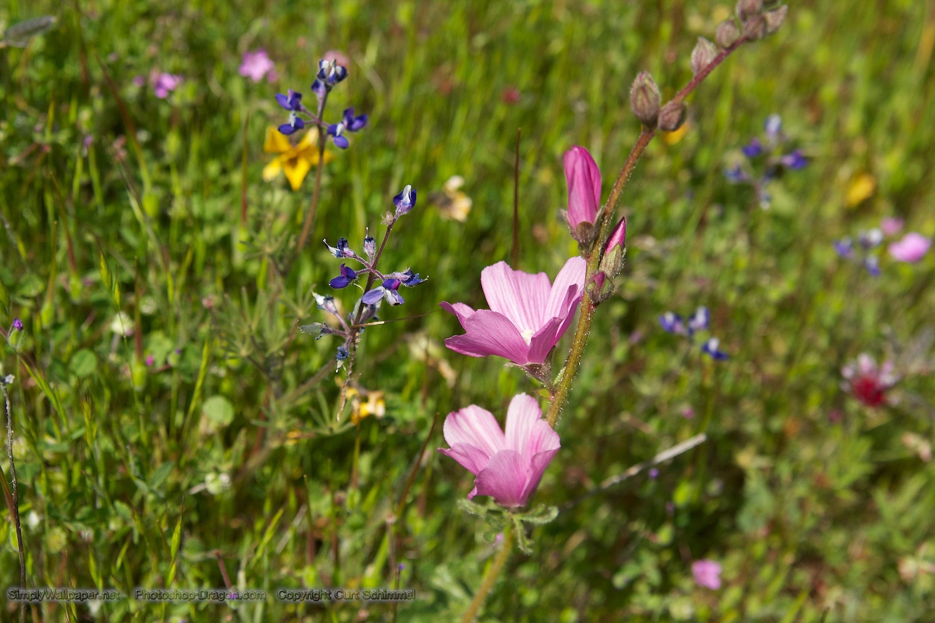 1920x1280 California Wildflowers wallpaper - Click picture for high resolution HD  wallpaper