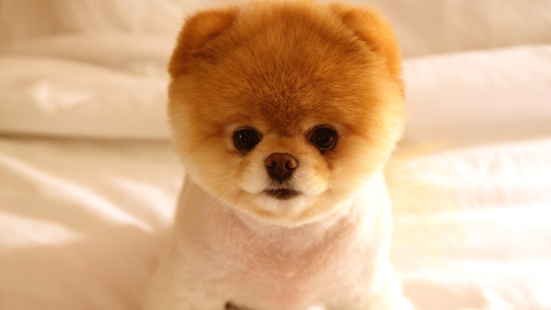 1920x1080 Boo has been voted the cutest dog in the world, and few would disagree. For  instance, what kind
