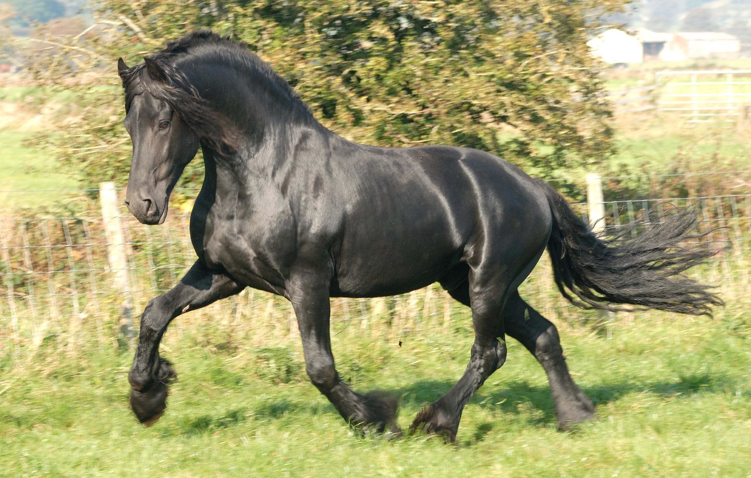 2400x1528 Horse Wallpaper Beautiful Friesian Stallion Cute Horses