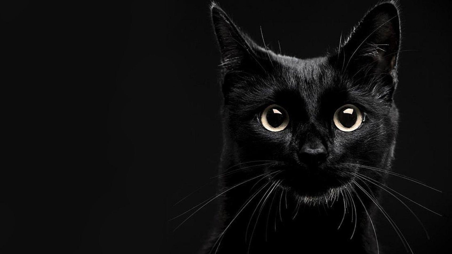 1920x1080 cat wallpaper black and white