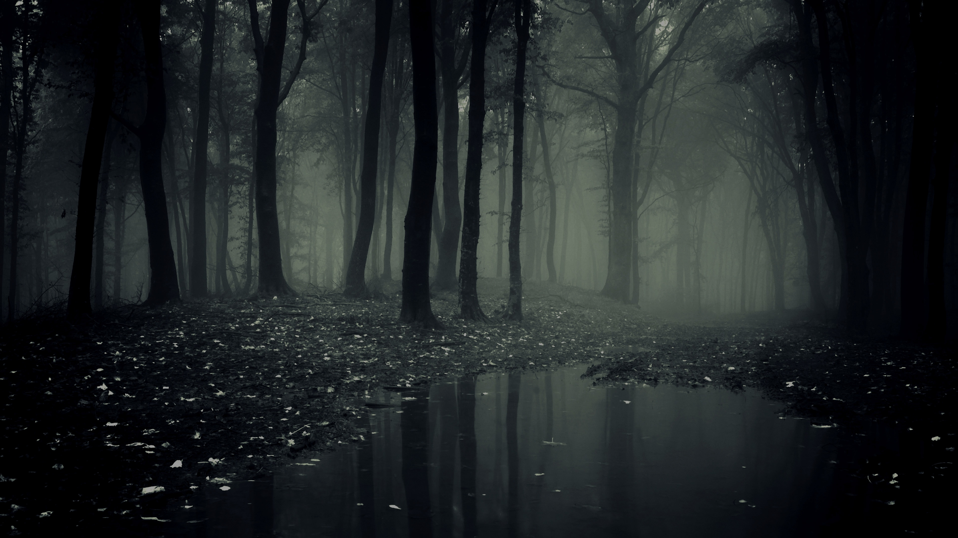 3840x2160 Explore and share Creepy Forest Wallpaper on WallpaperSafari