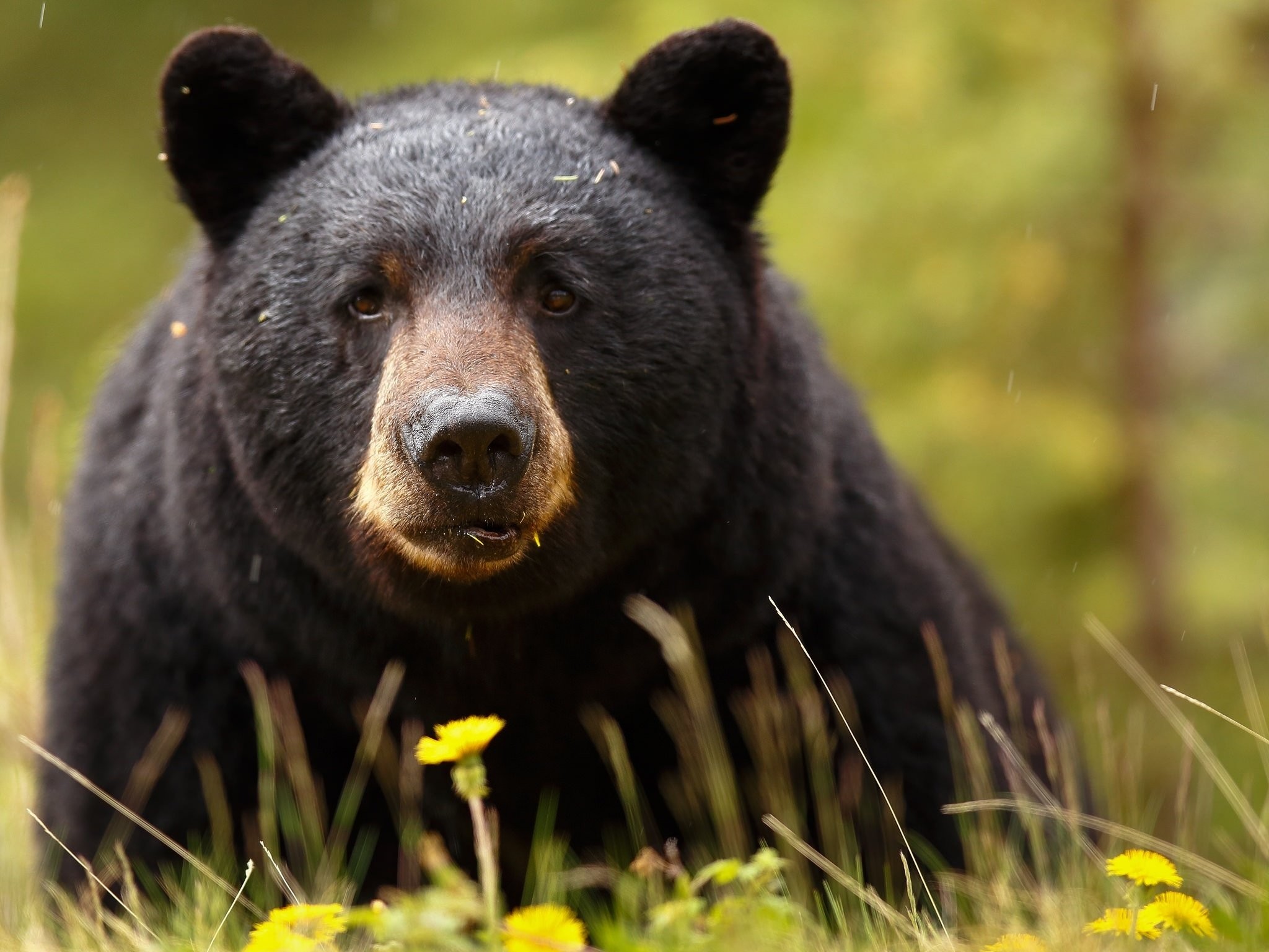 2048x1537 Baribal black bear bear muzzle eyes predator wallpaper |  | 719345  | WallpaperUP