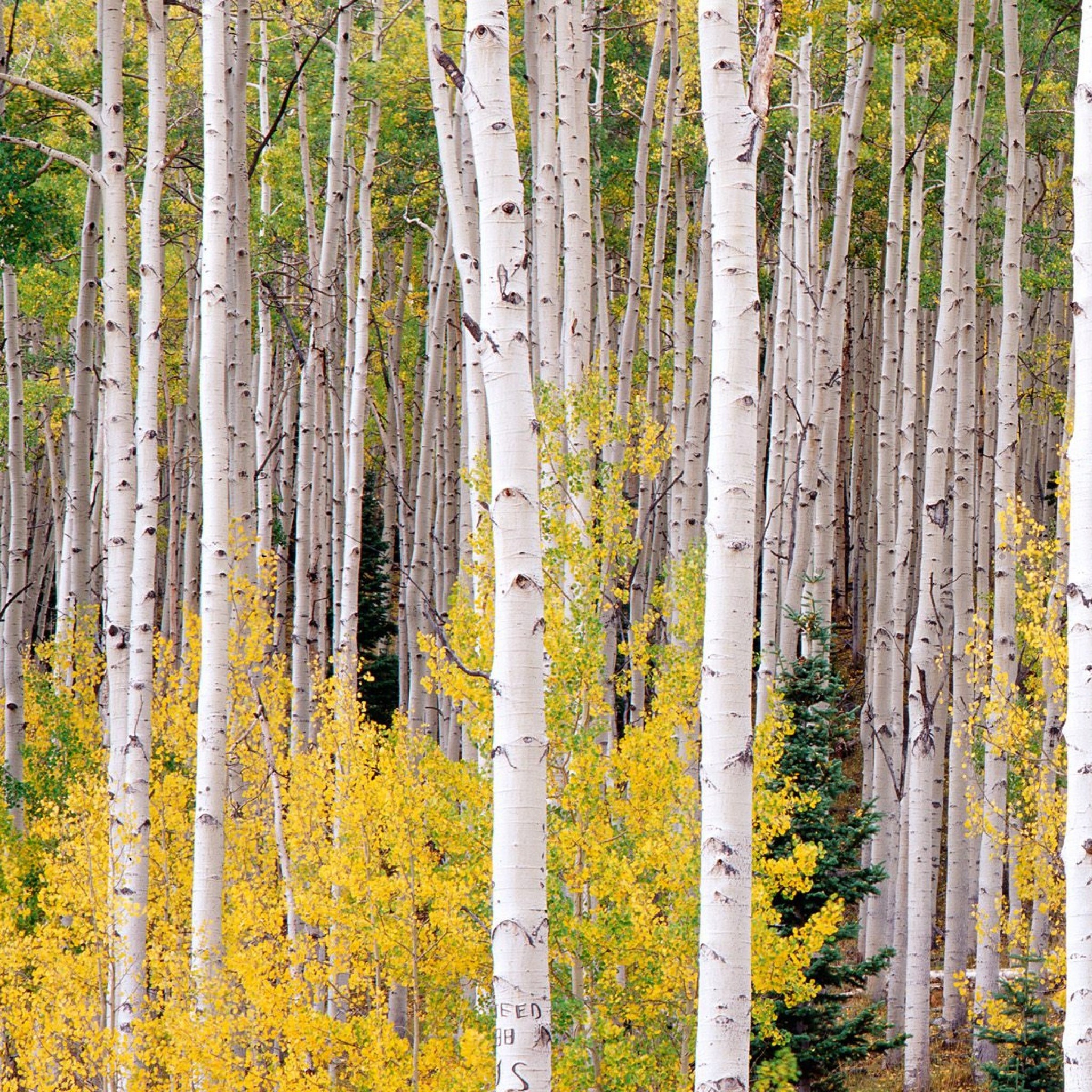 2048x2048  Wallpaper birch, trees, autumn