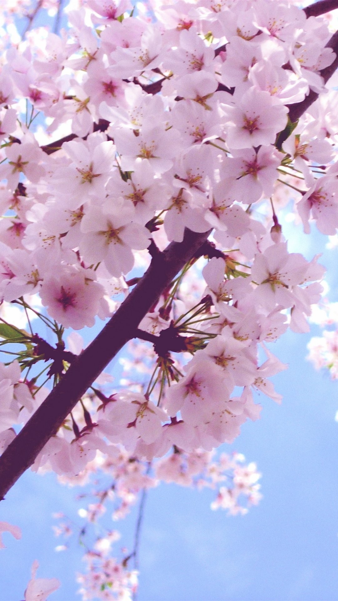 1080x1920 Cherry Blossom iPhone 6 Plus Wallpaper 6556 - Flowers iPhone 6 Plus  Wallpapers