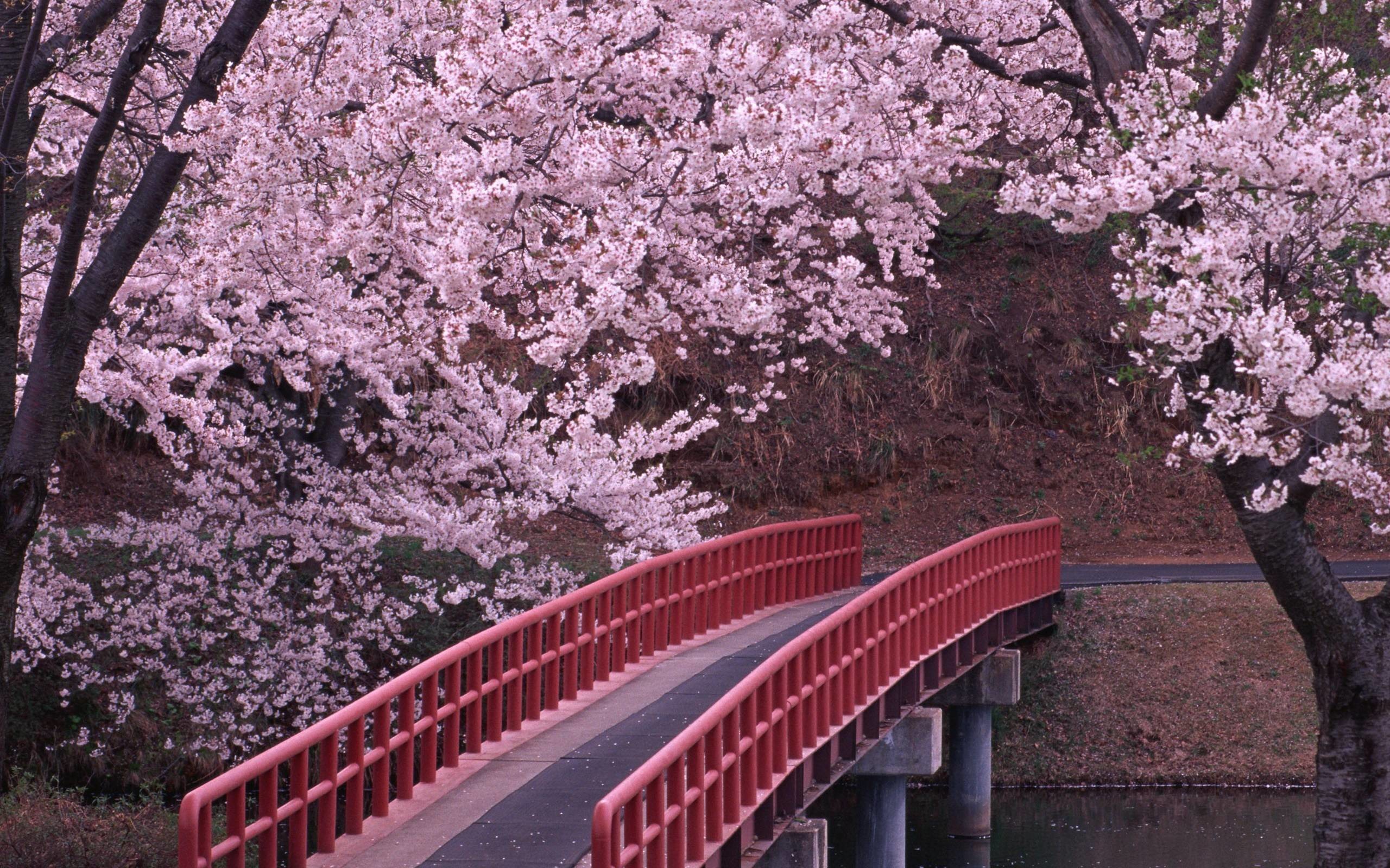 2560x1600 ... cherry blossoms wallpapers wallpaper cave ...