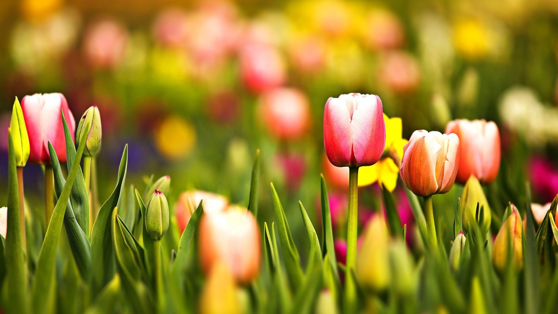 1920x1080  the spring wallpapers category of hd wallpapers desktop spring  