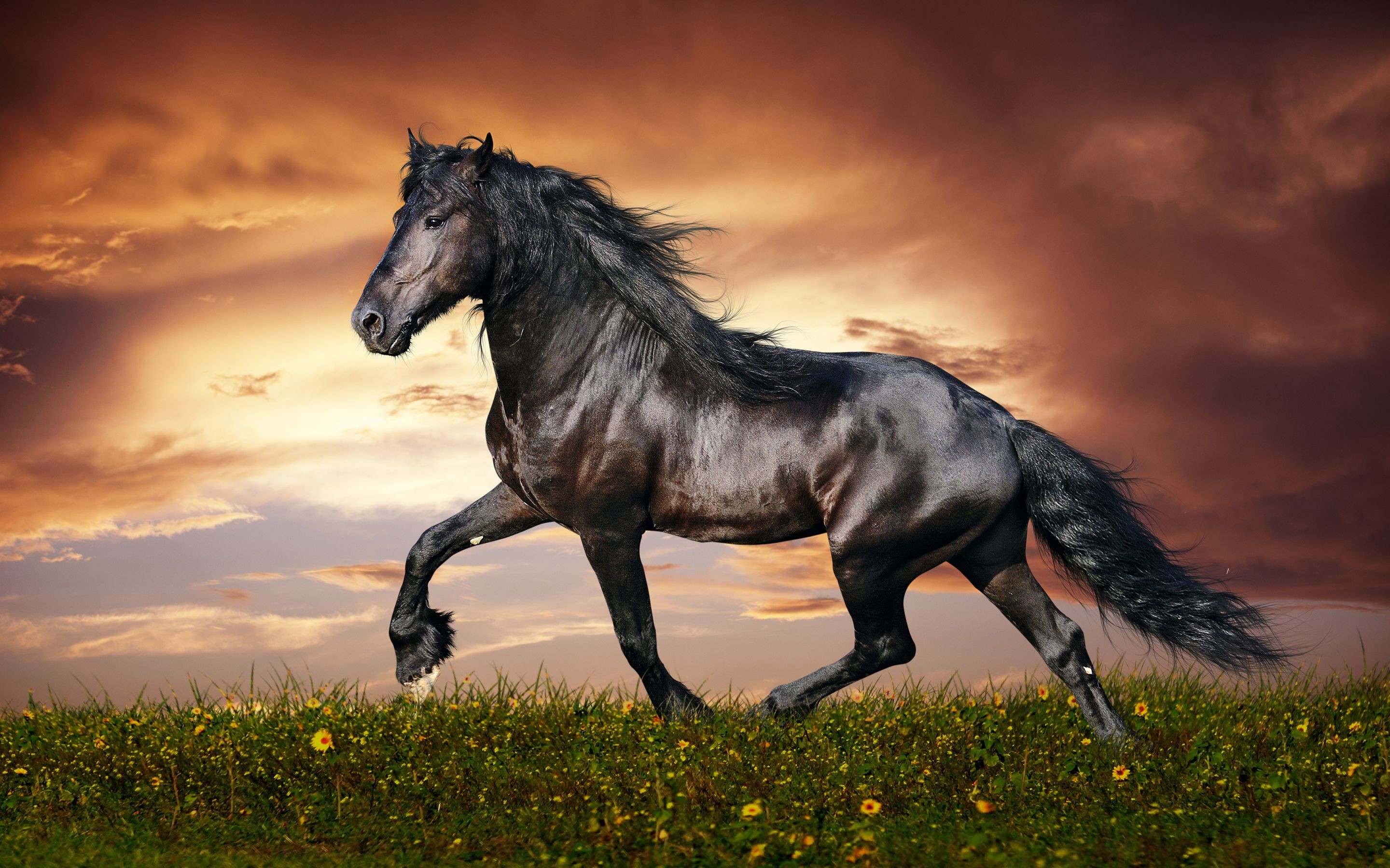 2880x1800 35 Most Beautiful Horse Pictures and Images