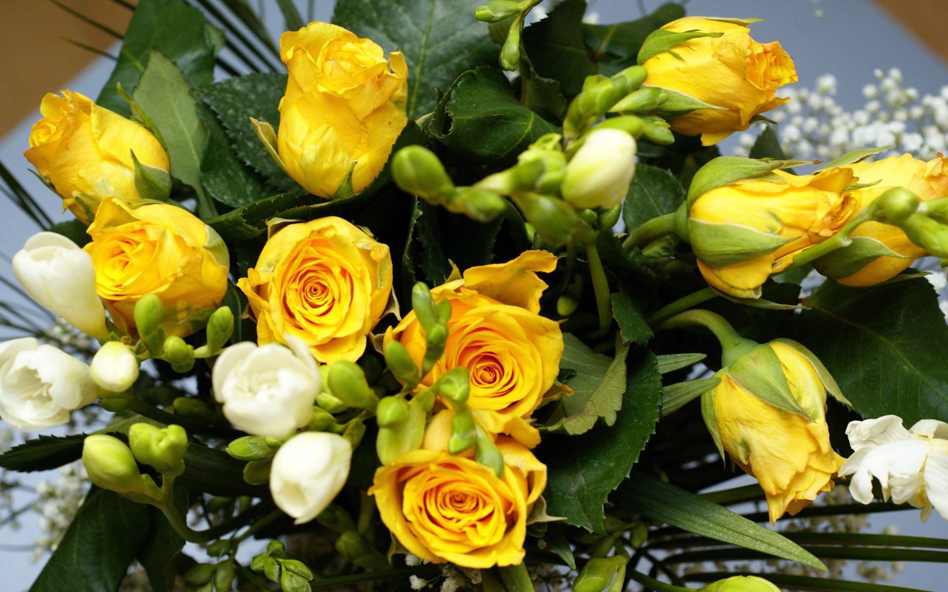 1920x1200 Yellow-Roses-wallpapers-backgrounds
