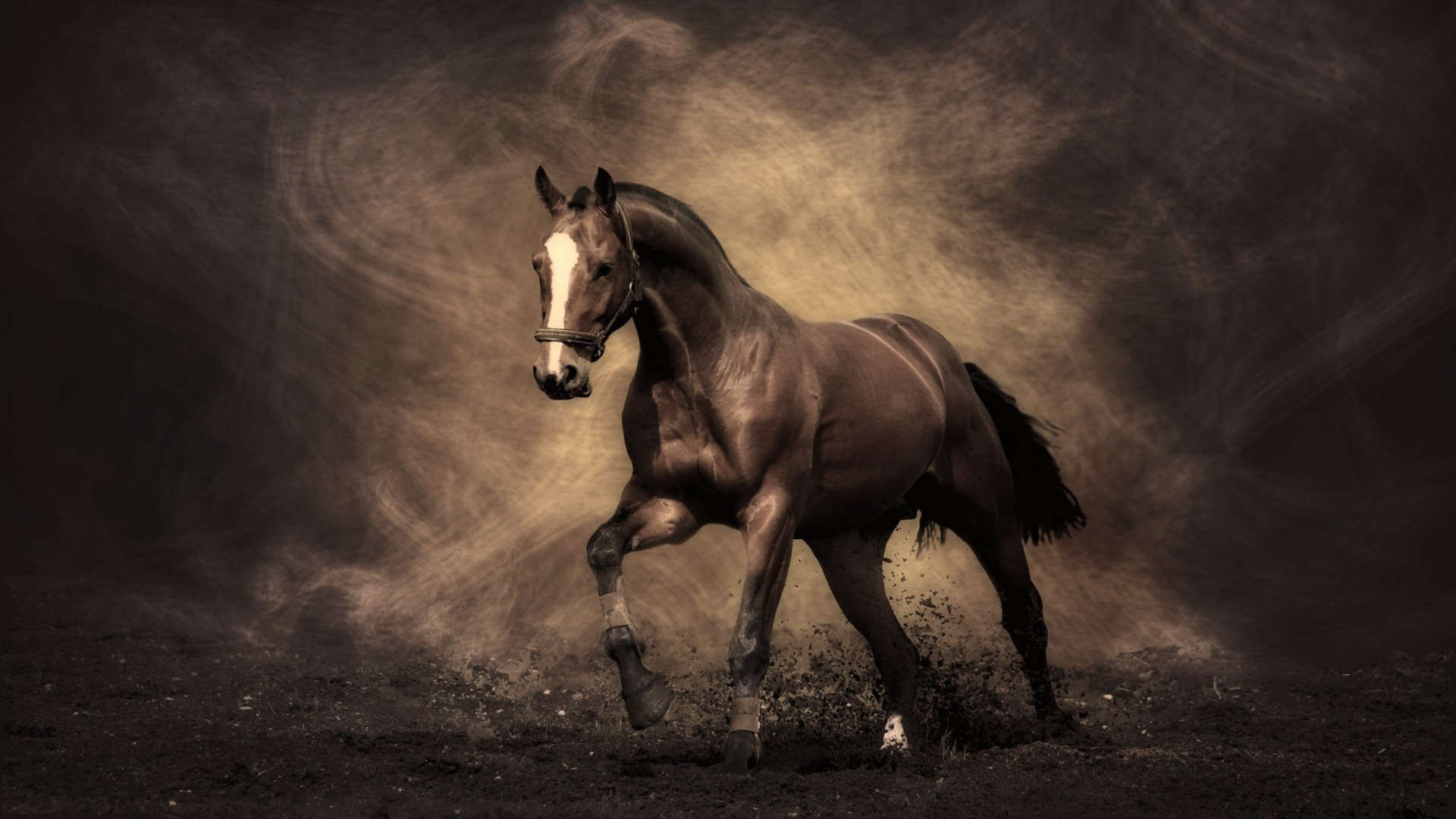 1920x1080 wallpaper.wiki-Free-Download-Arabian-Horse-Wallpaper-PIC-