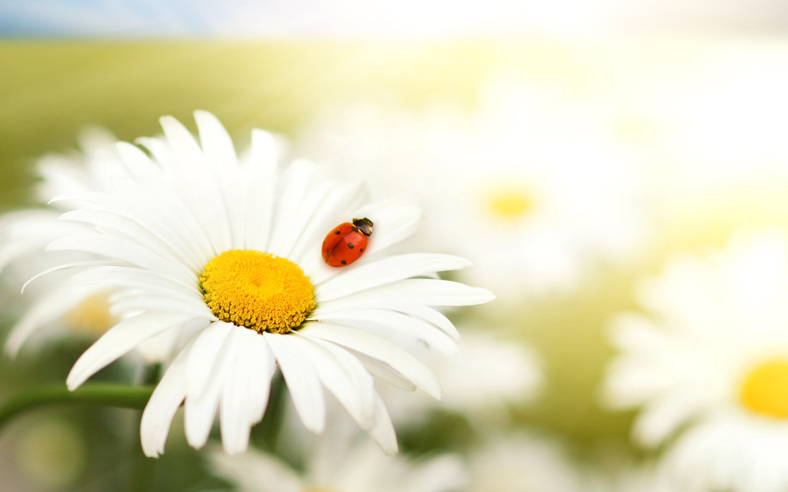 2560x1600 Ladybug on White Flower Wallpaper